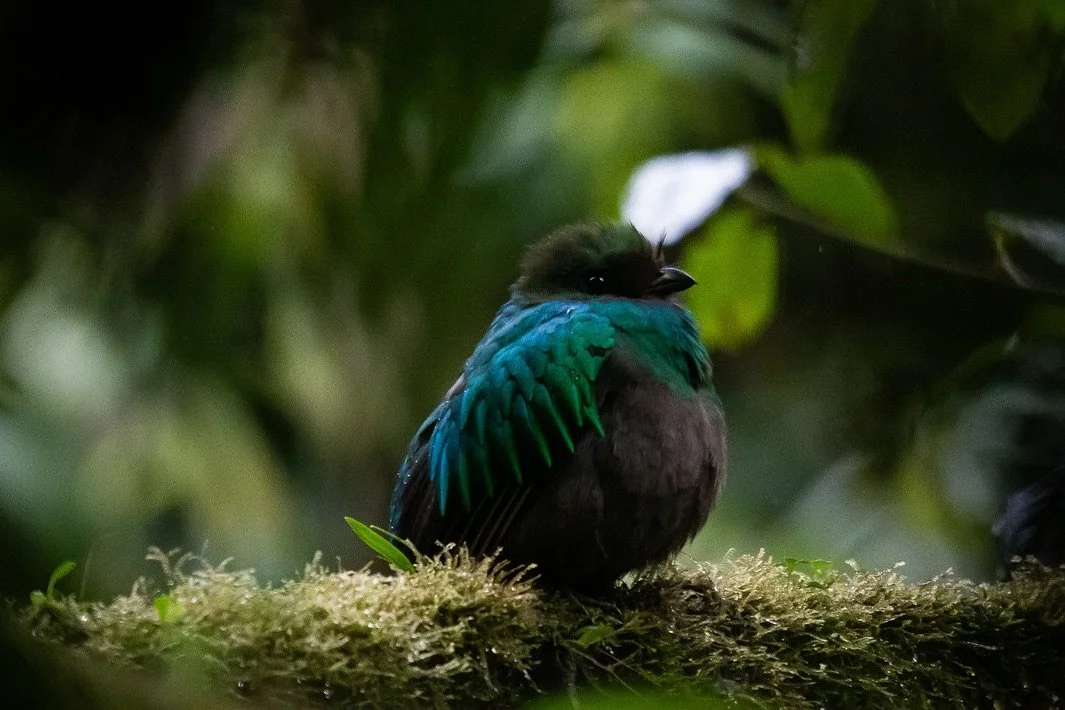 En las antiguas civilizaciones de los mayas y aztecas, el quetzal no solo representaba la belleza y el misterio de la naturaleza, sino que tambi&eacute;n era considerado un ser divino, s&iacute;mbolo de libertad, de la luz y el resplandor del sol☀️
E