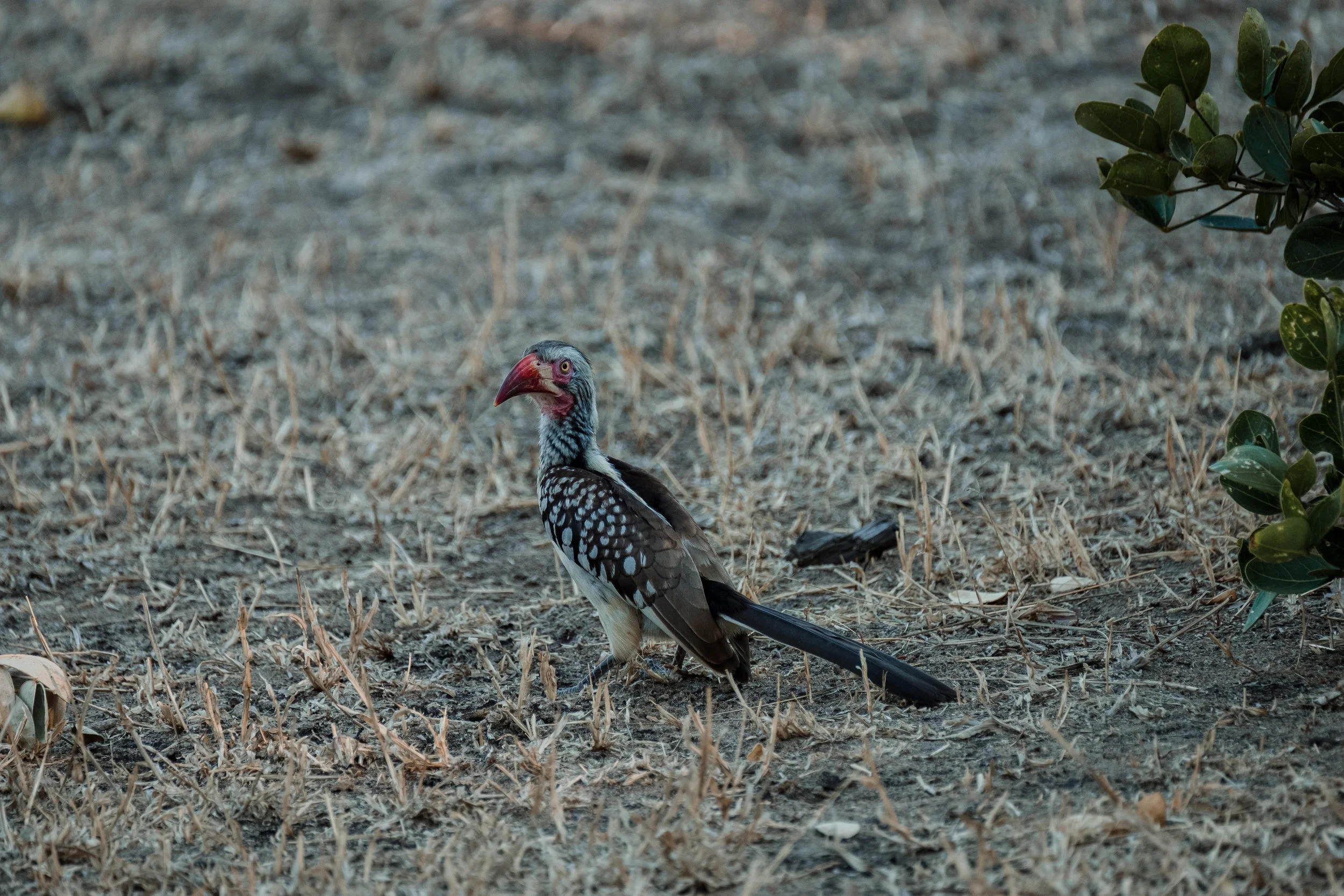 DSCF7758.jpg