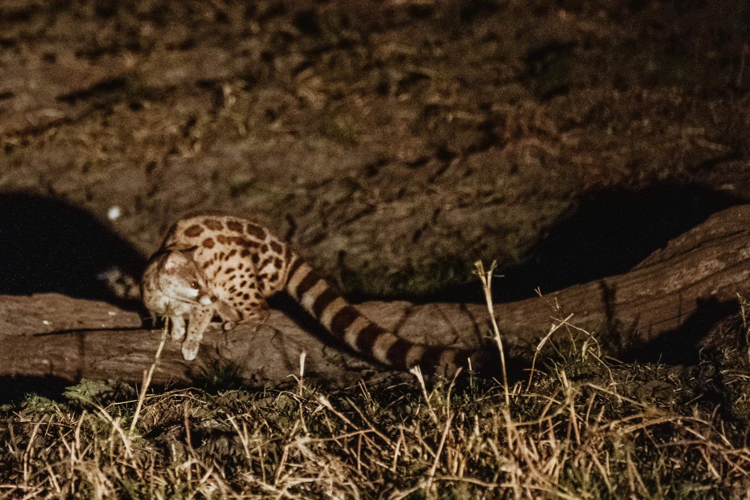 DSCF7834.jpg