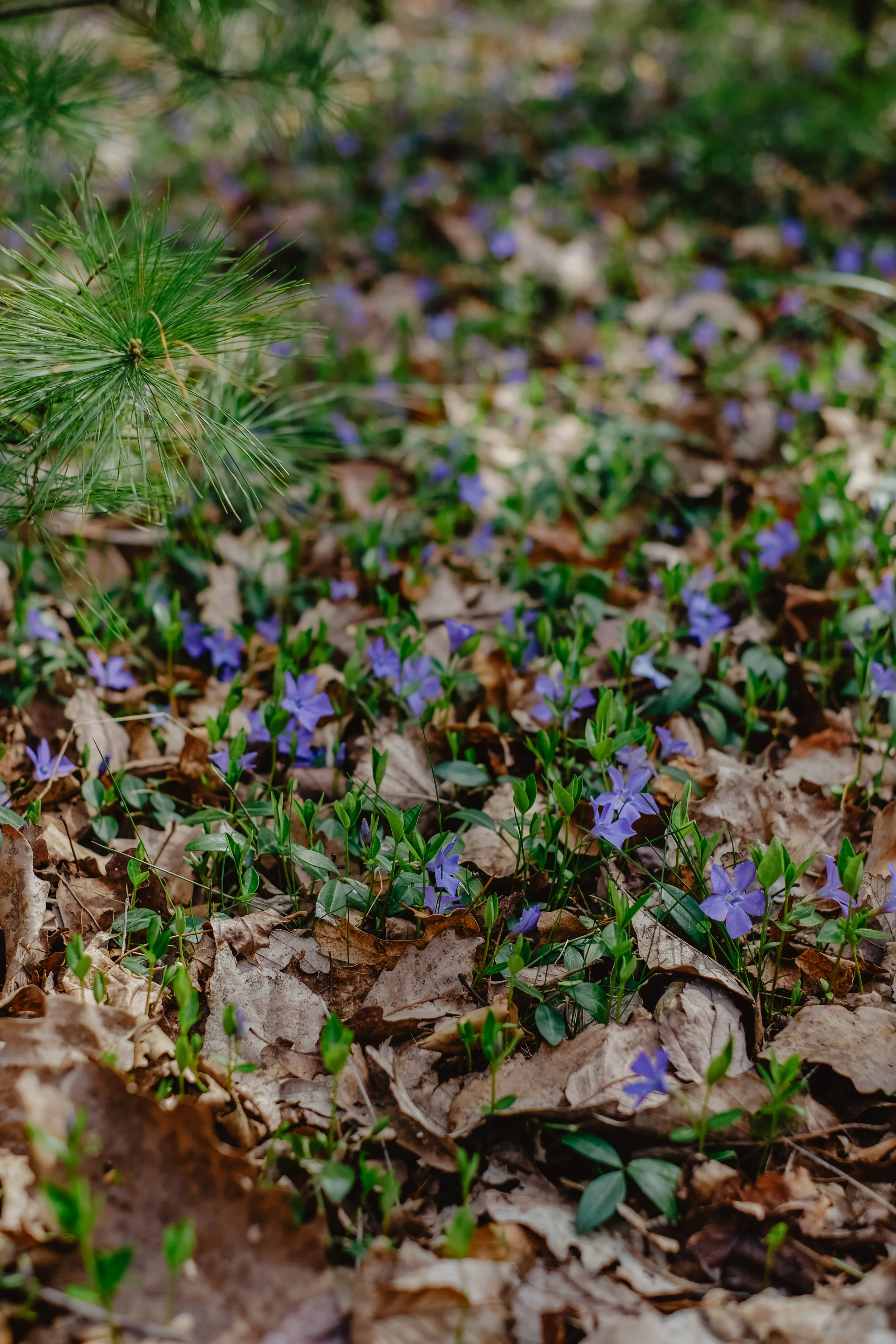 DSCF4952-12.jpg