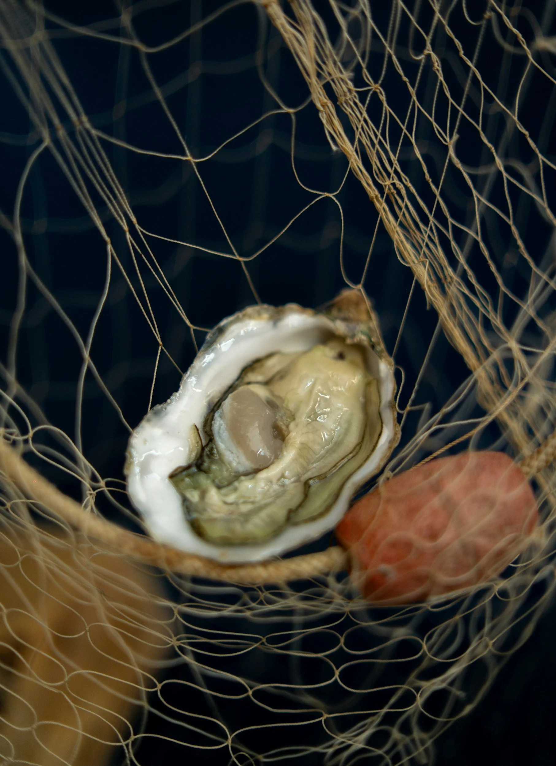 Are Oysters Plants or Animals?