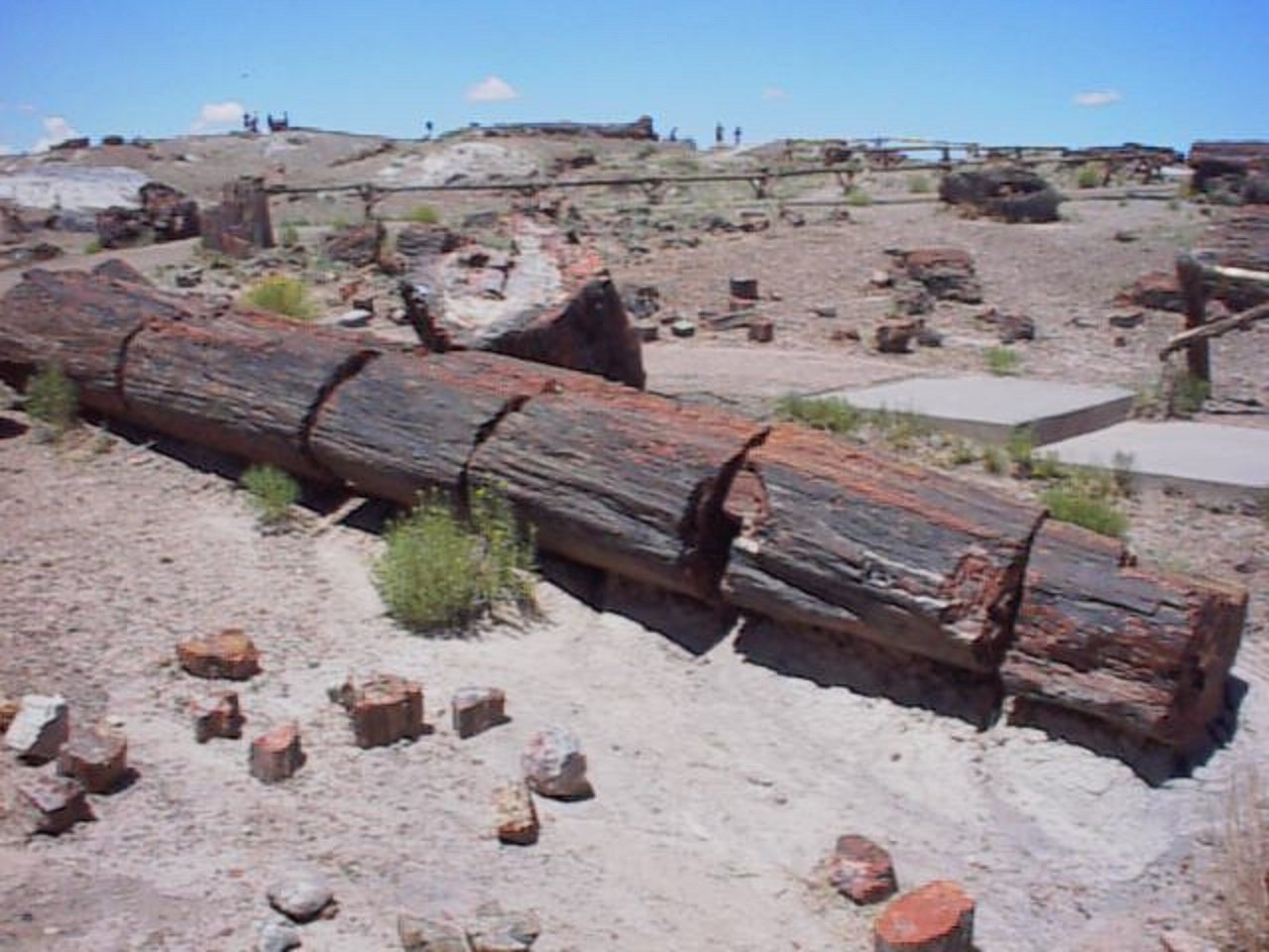 Petrified Forest.JPG