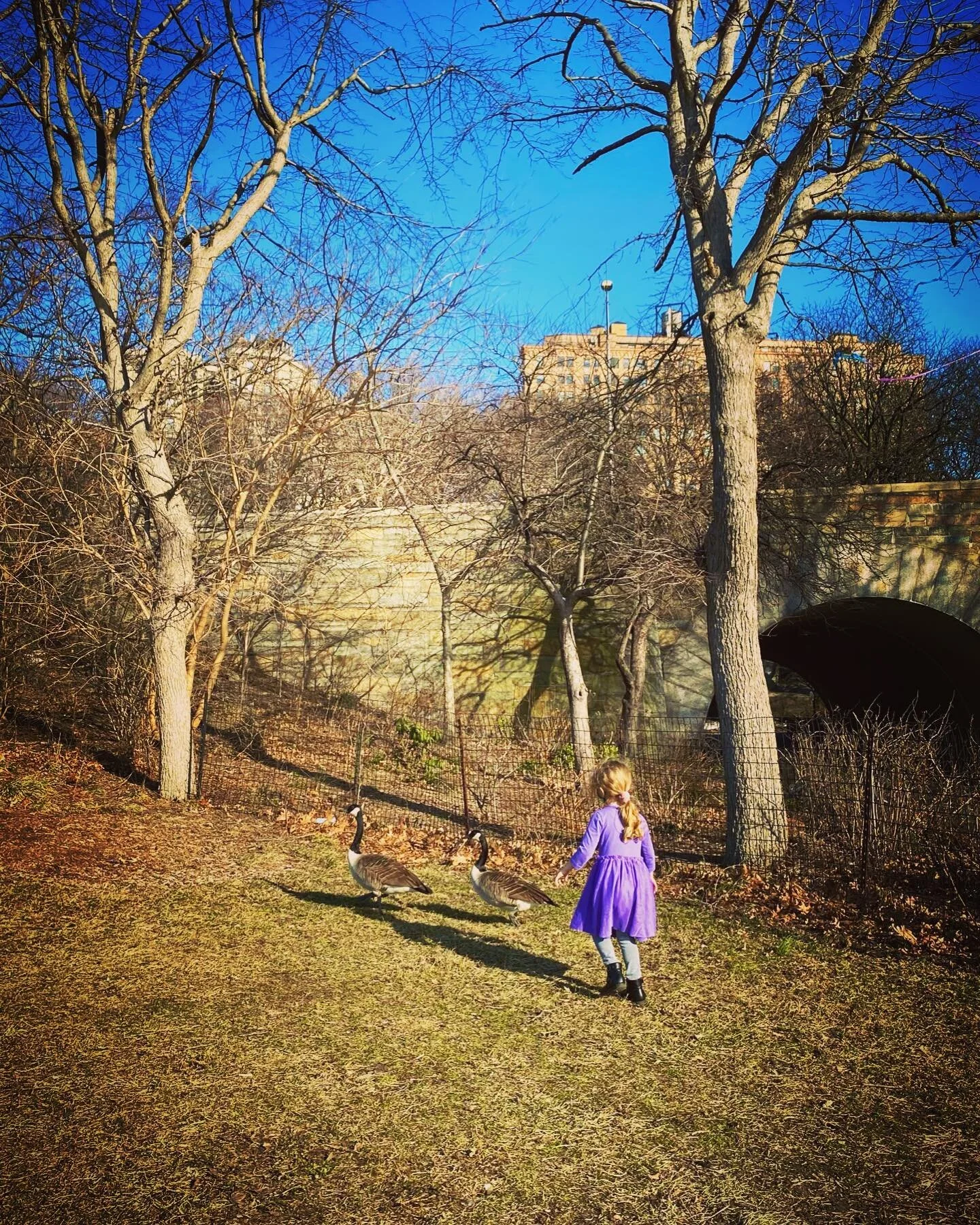Cleo in Riverside Park 💜 photos by @liam_davy