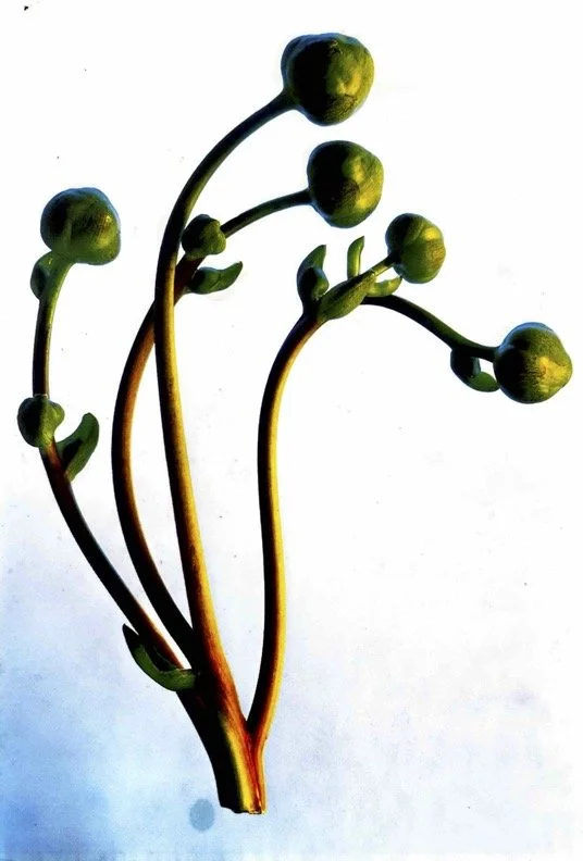 (63) Image #12 (7-2003).jpg