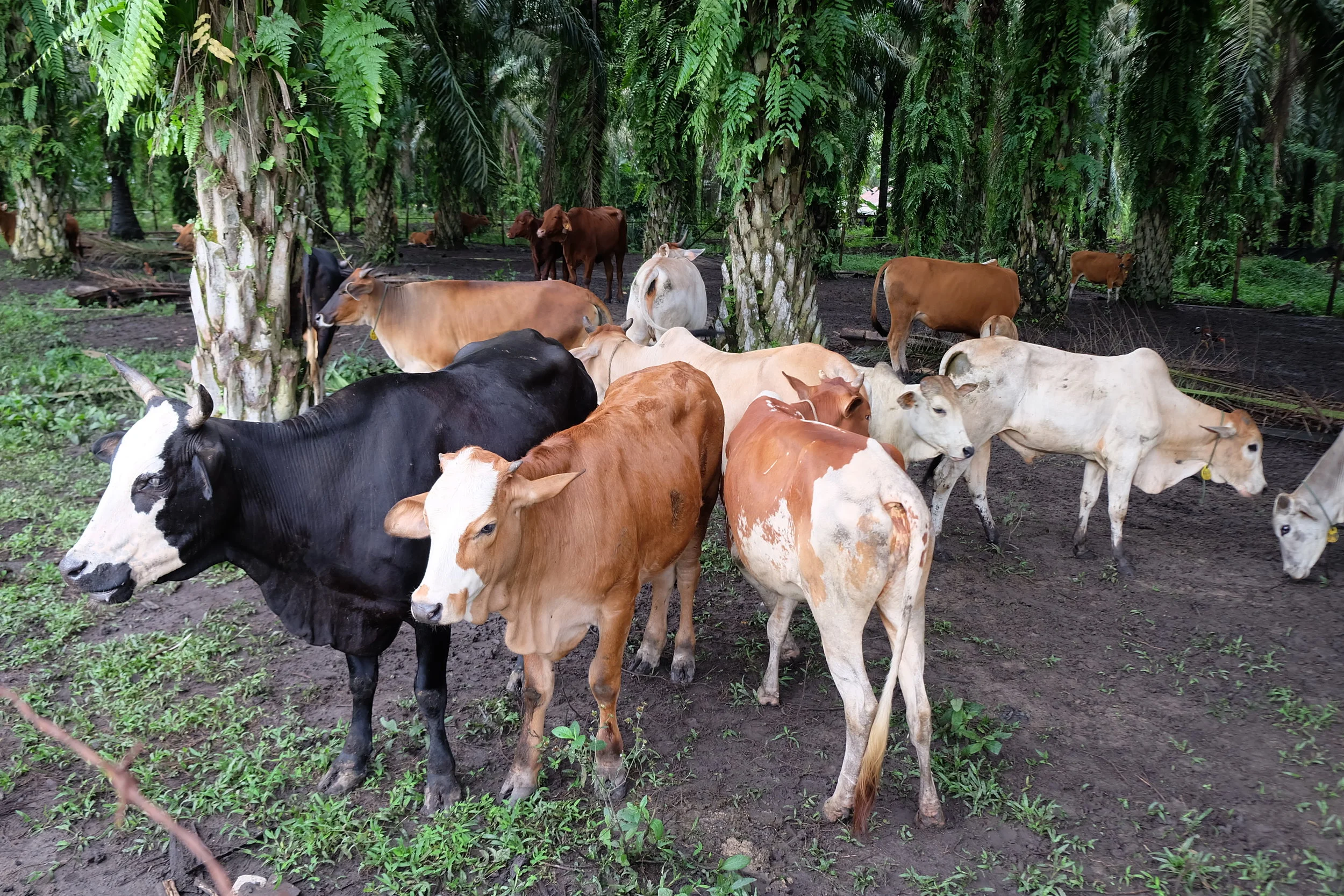 Puja Kesuma Co-operative cattle grazing within the plantation.