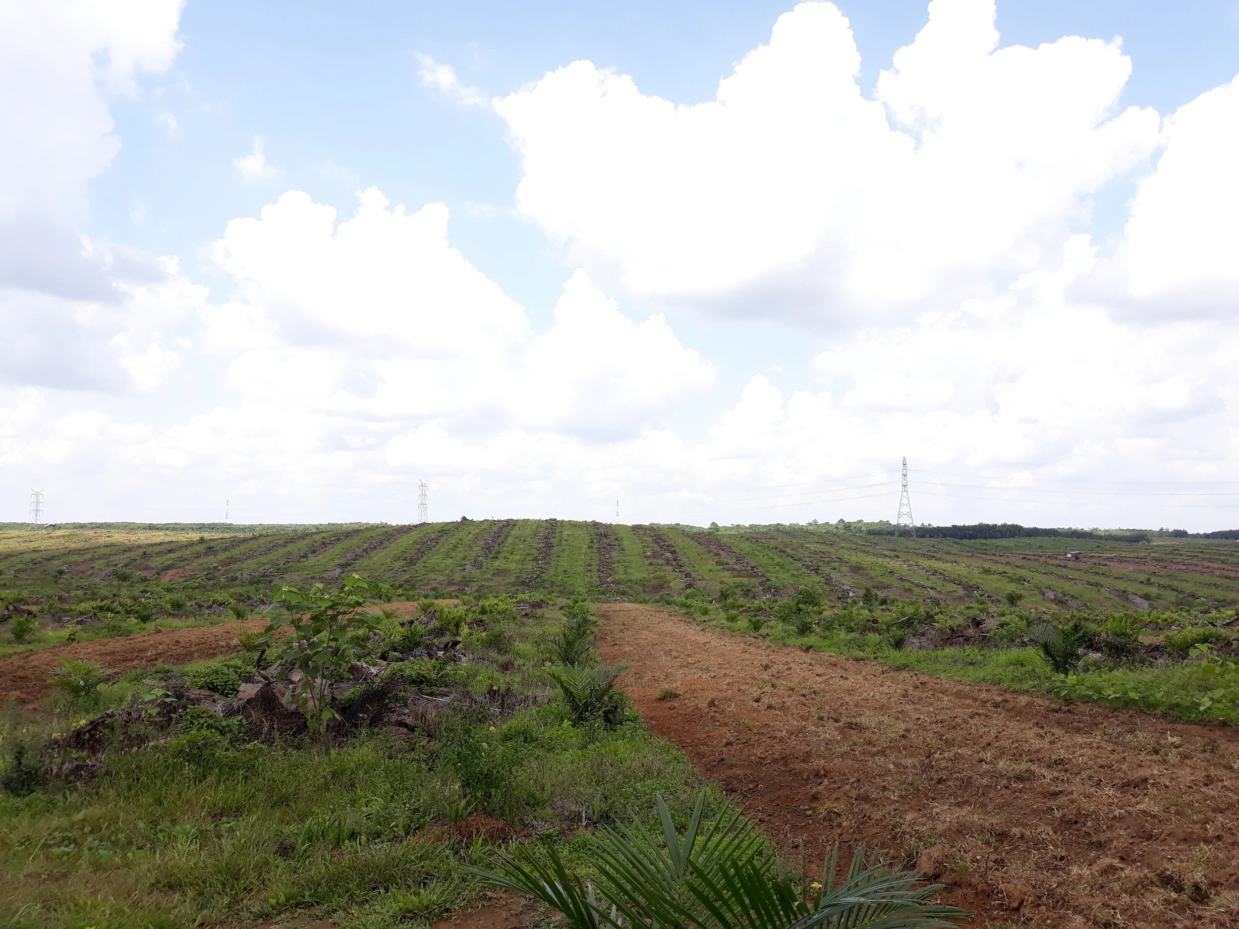 Inter-row cultivation within a recently planted palm plantation for forage crops to be planted.