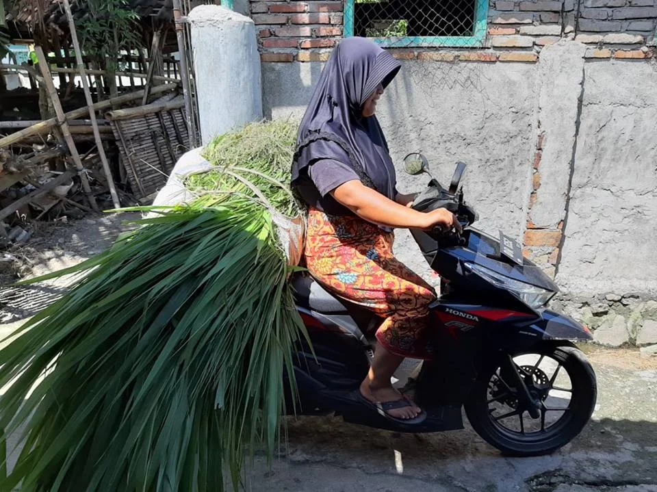 A female farmer brings forage on her motorbike to the Nyerot farmer group Kandang in Central Lombok. Photo: Tanda Panjaitan
