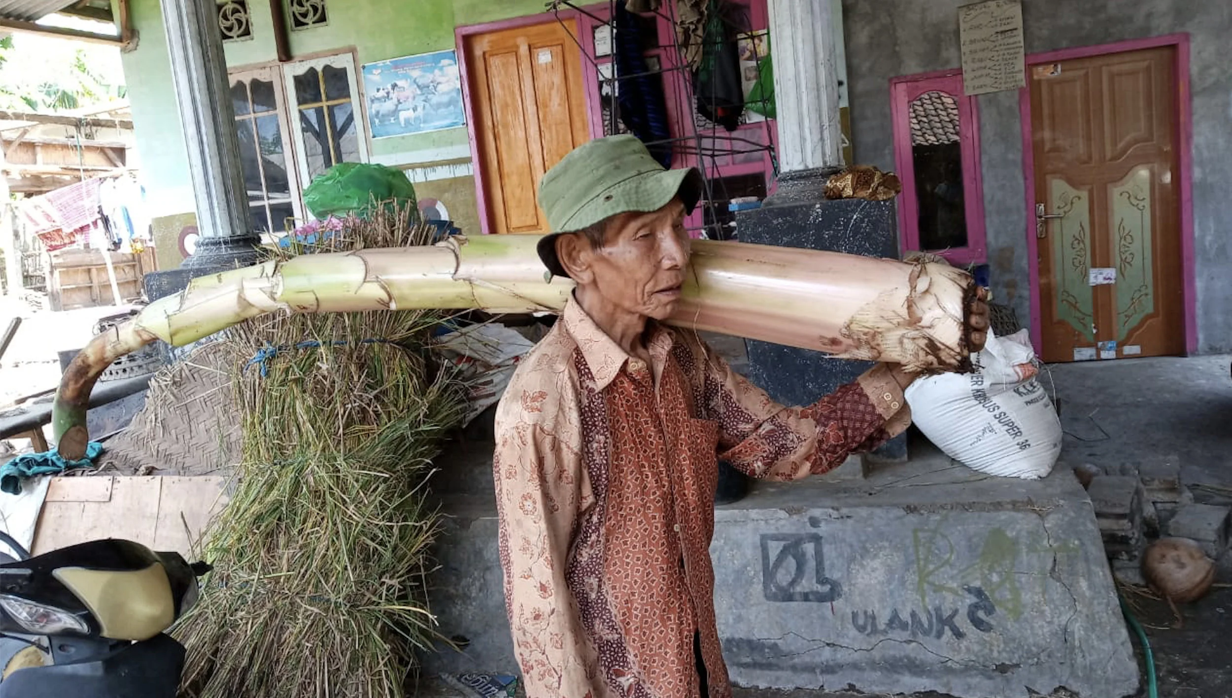 Bulan Semu farmer group member carrying a banana stem as cattle feed. Photo: Muhamad Sukri