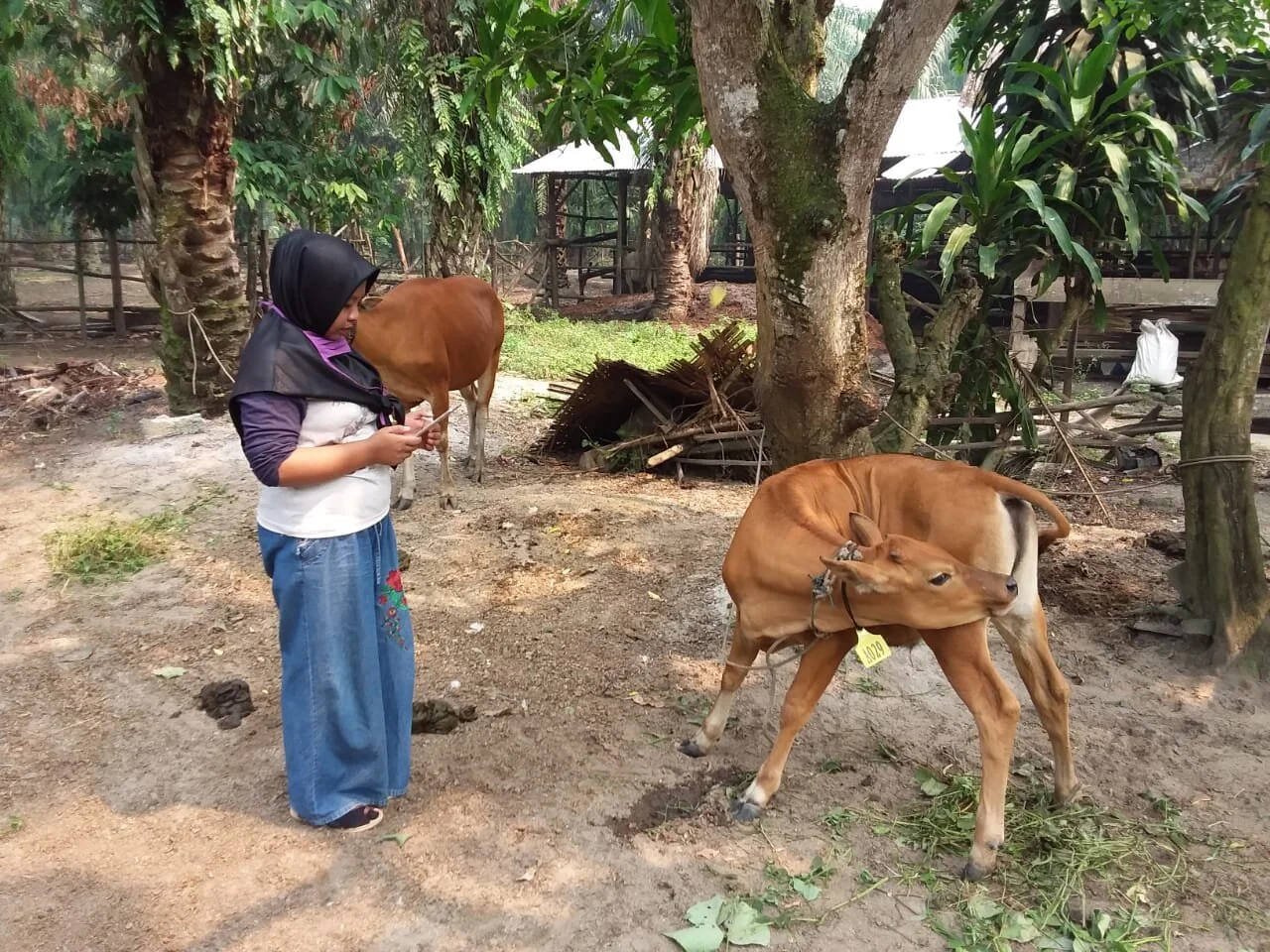 Field Officer Ms Henni Rahmawati collecting animal production data in Riau, September 2019. Photo: Yeni Widiawati