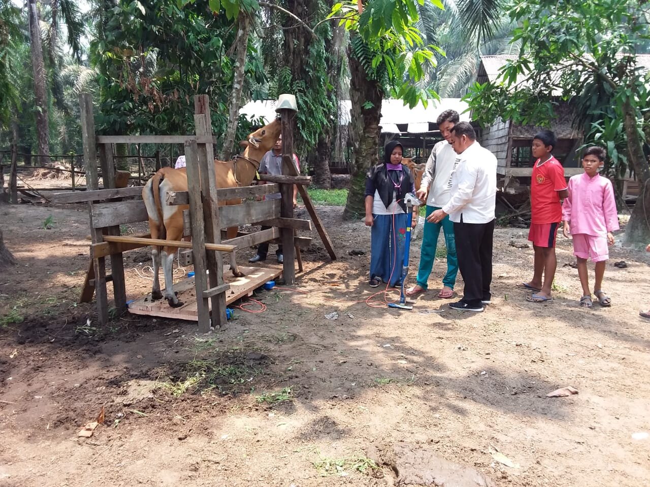 Weighing cattle, Gading Sari village, Kampar district, Riau, September 2019. Photo: Yeni Widiawati