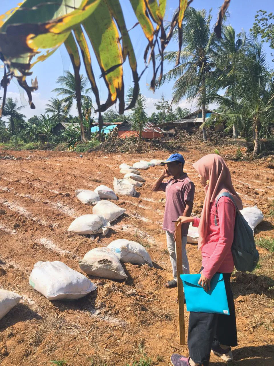 Surveying an odot grass planting site for animal feed, Pulau Sari village, KalSel, August 2019. Photo: Ridhona Edriantina