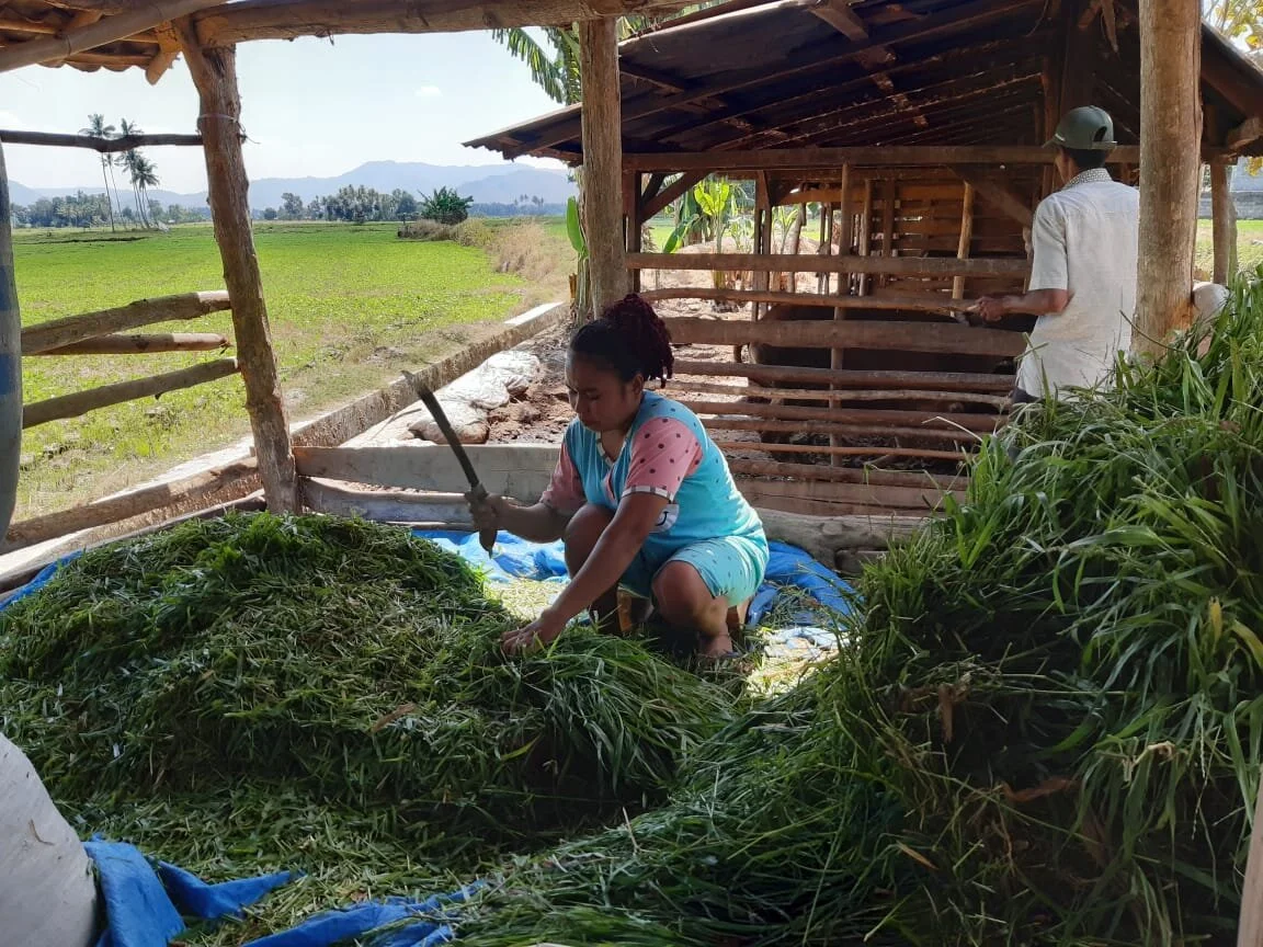 Cutting grass to feed cattle, Ni-u Monca farmer group. Photo: Fitriyani Susanti