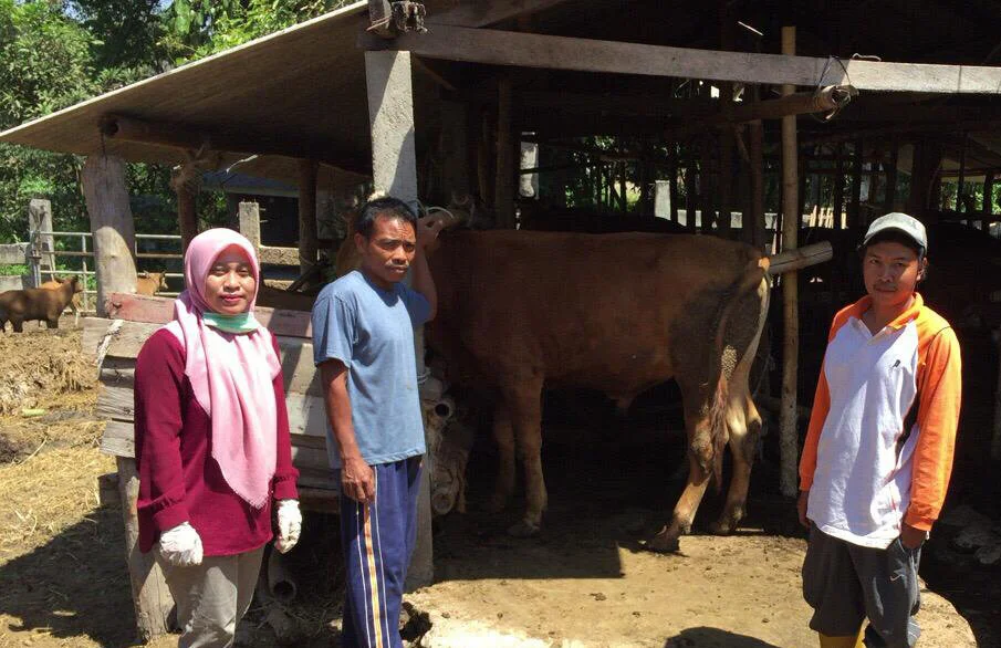 Cattle enrolment with Kebun Talaga farmer group. Photo: Juaeratul Uyun