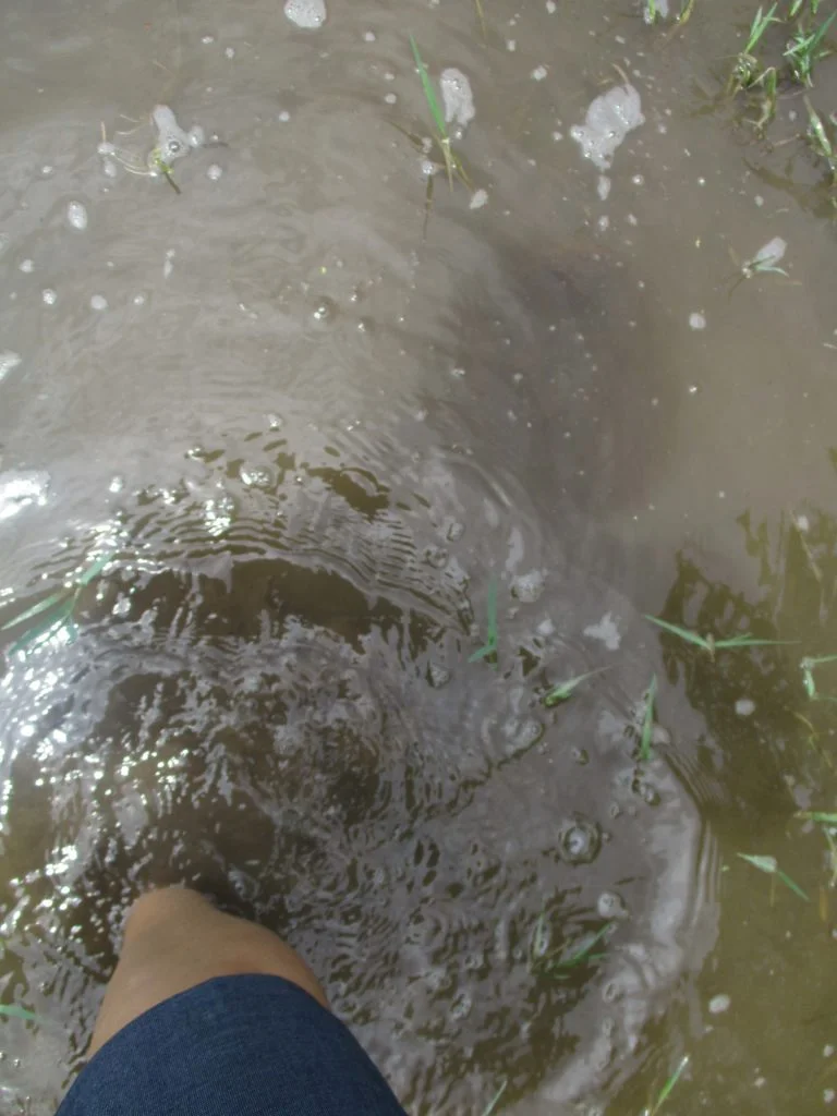 knees 7.jpg