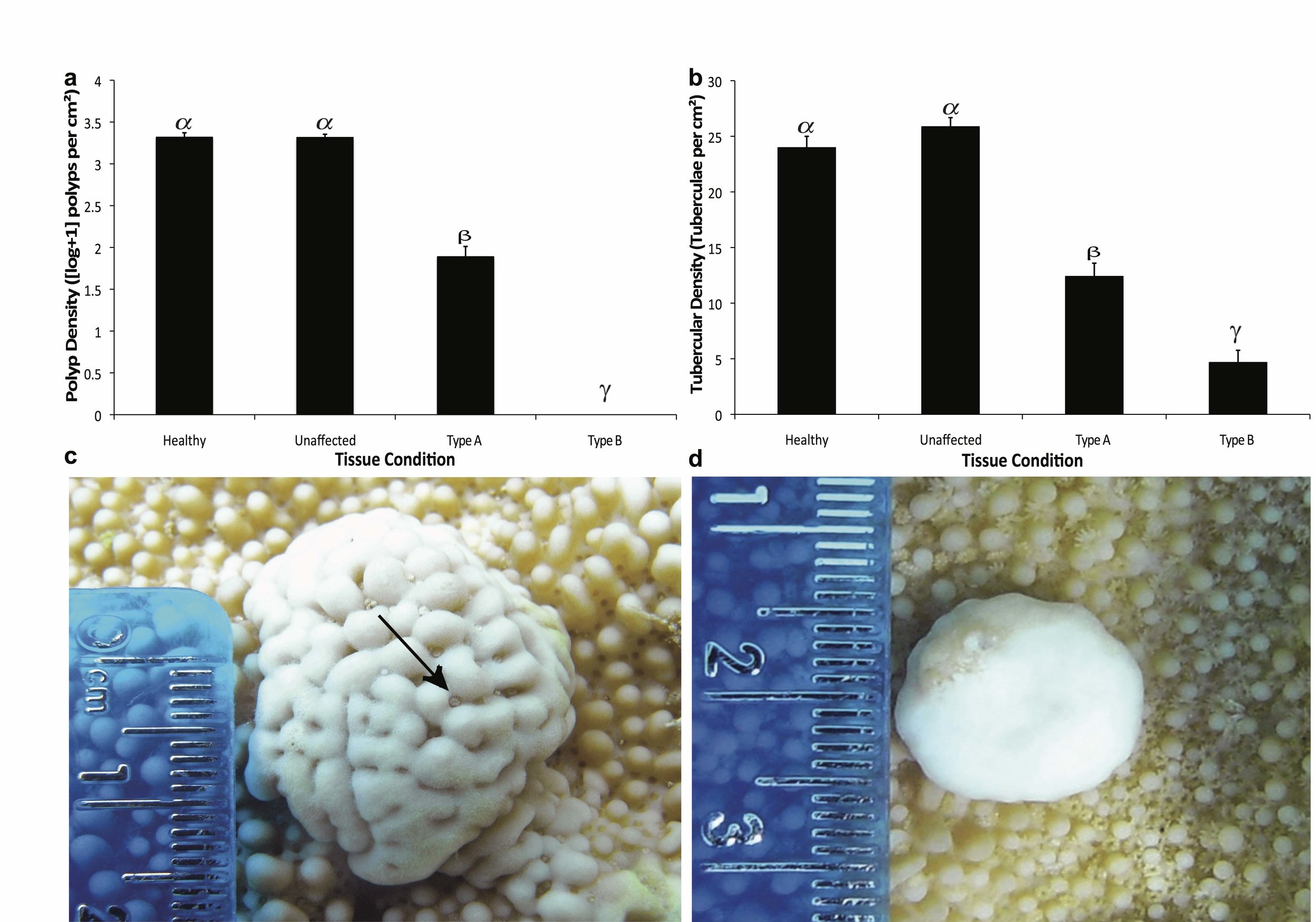 Morphological characterization of coral disease lesions