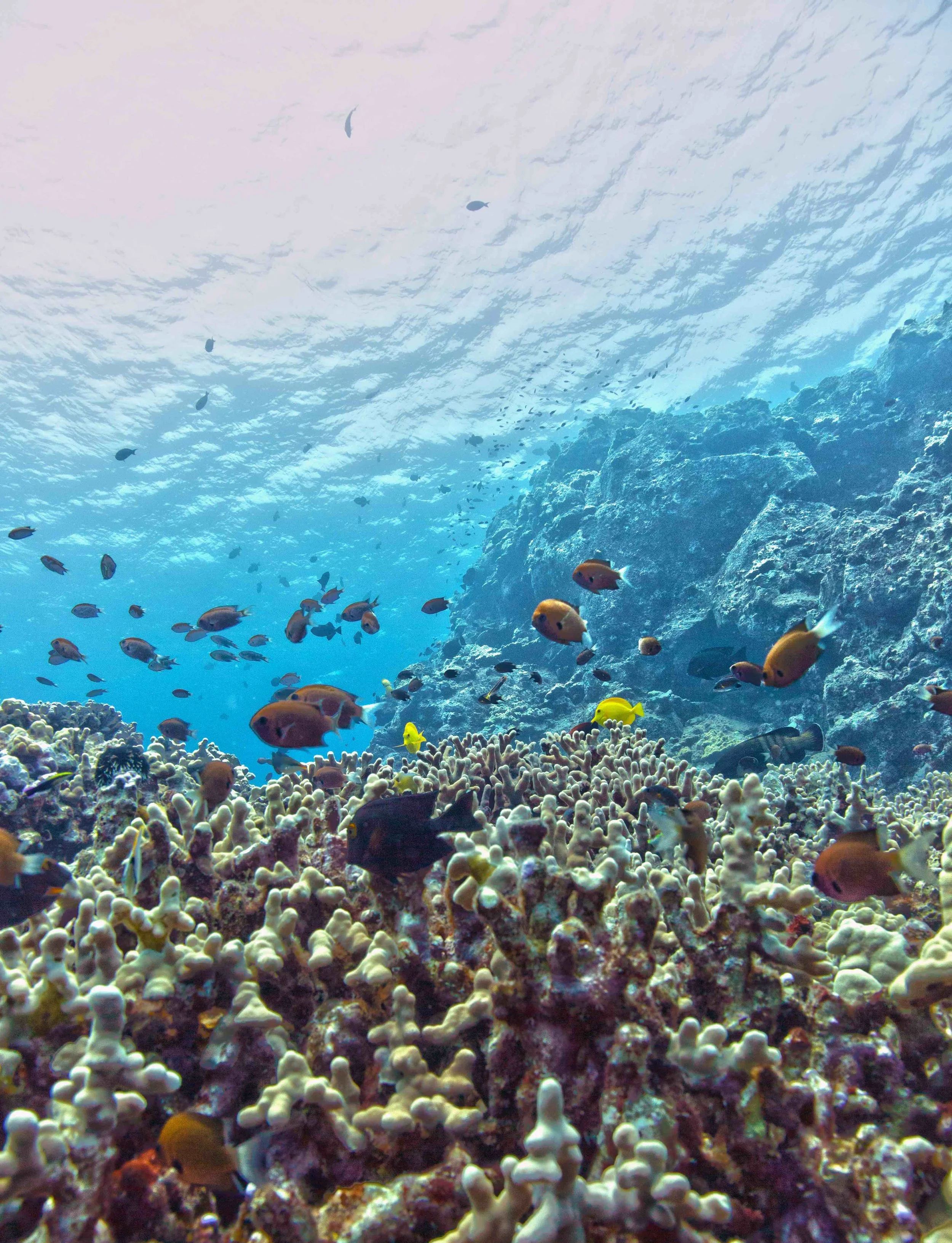 Big Island Finger Coral