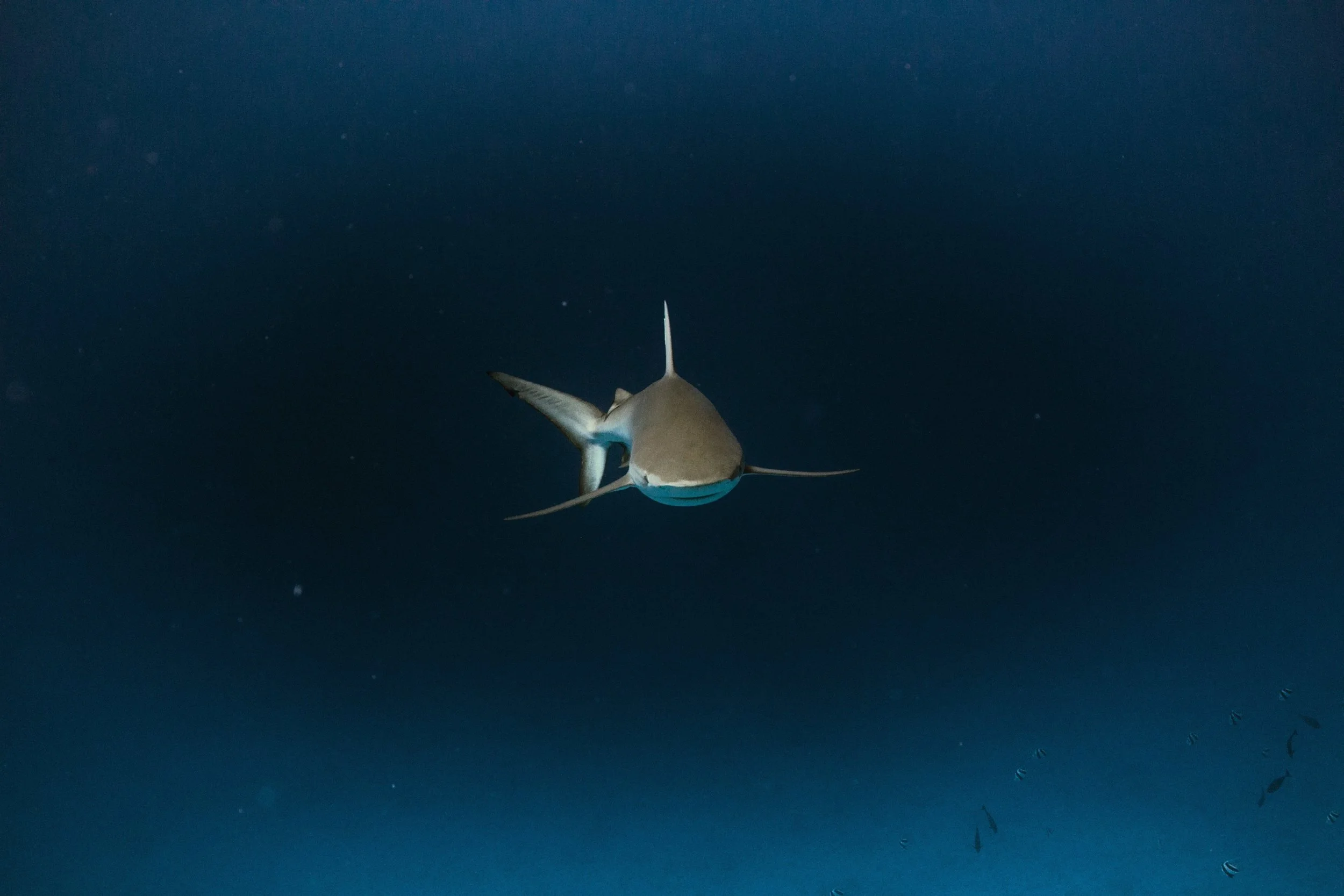 Galapagos shark at Rapture Reef