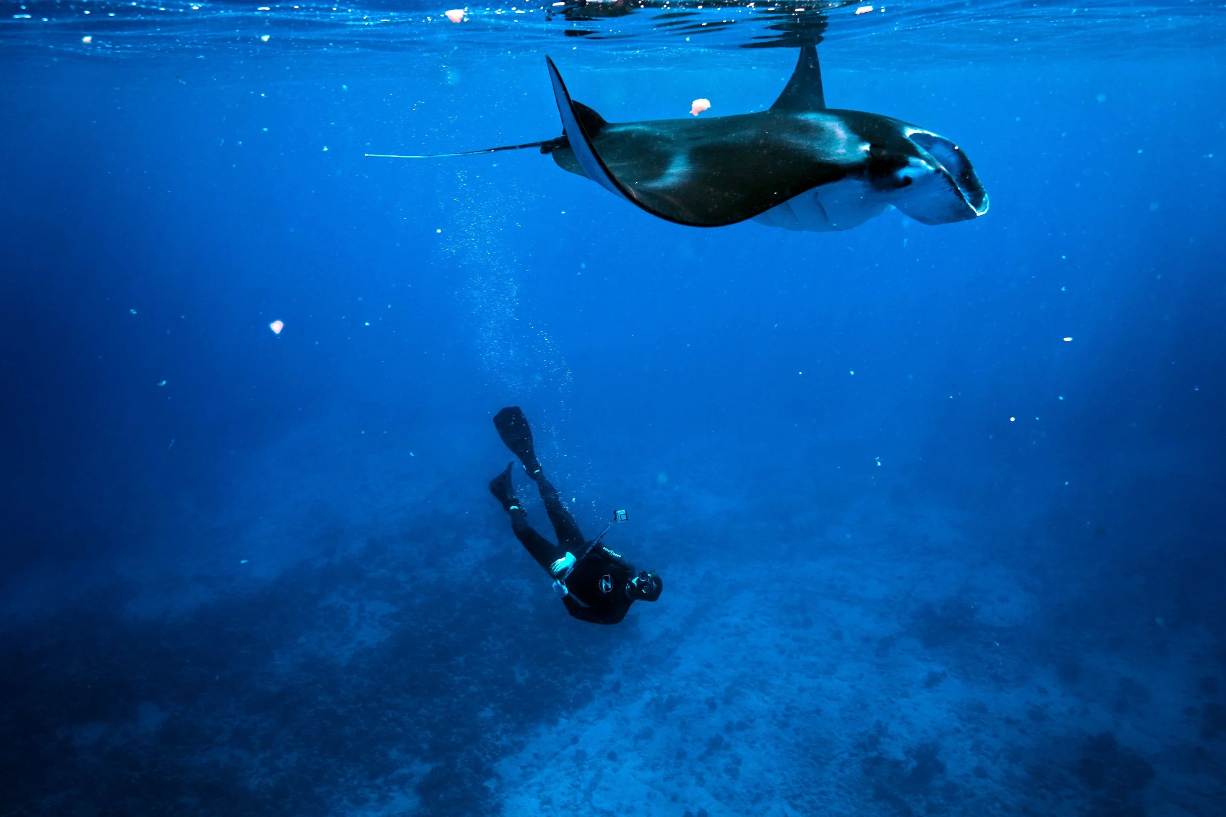 Swimming with Manta Ray (PC: Kailey Pascoe)