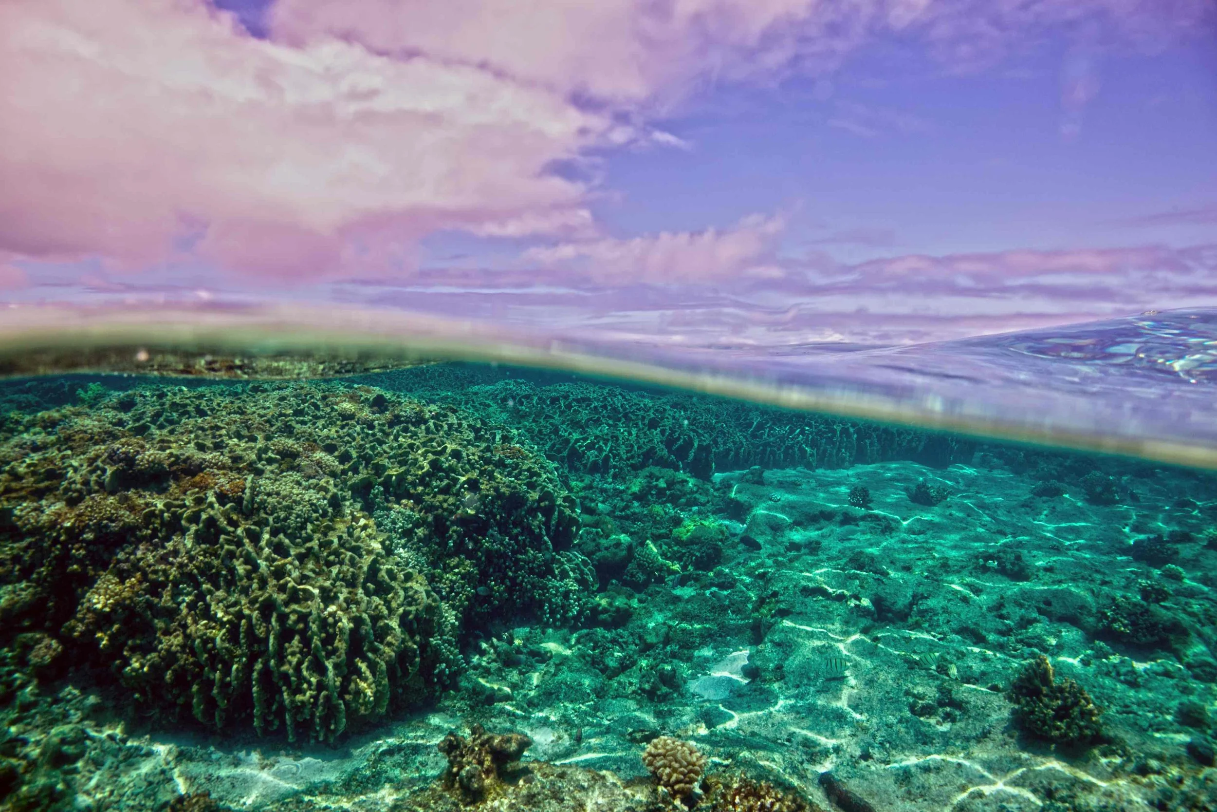 Shallow coral reef at Kure