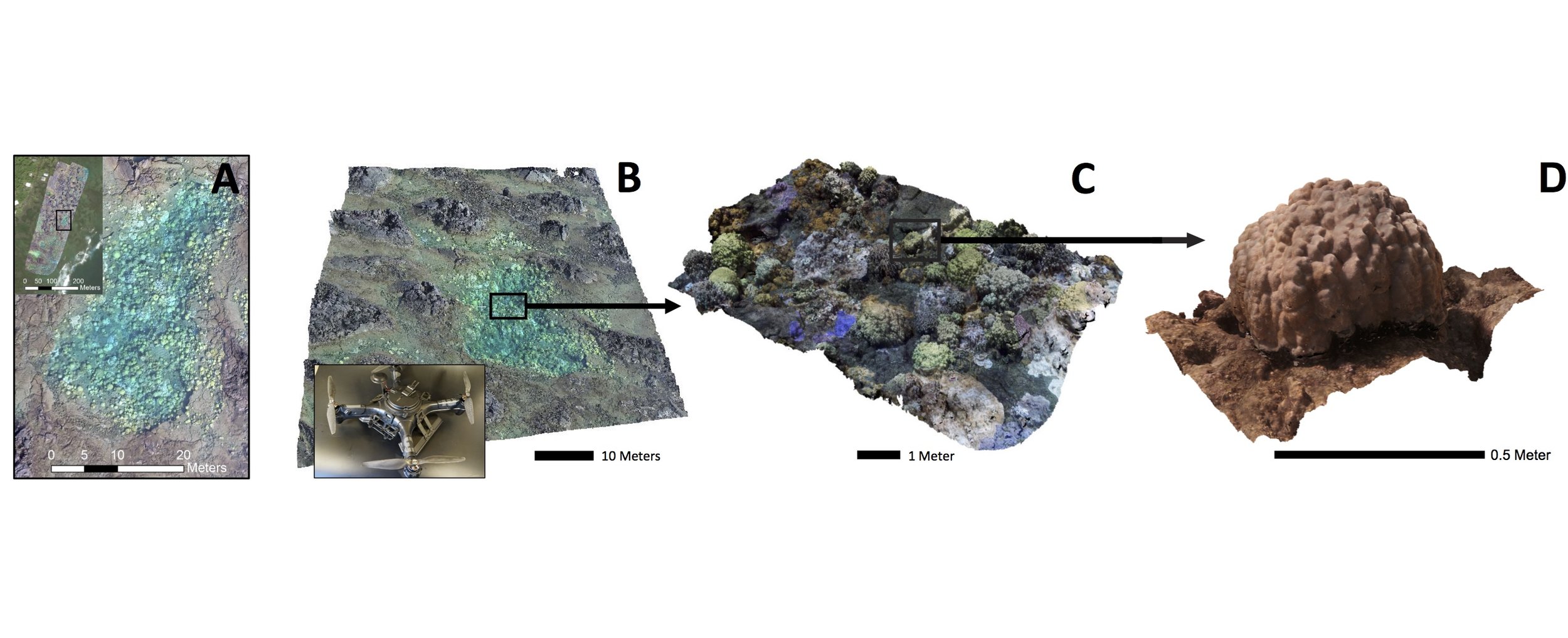 Multi-scale 3D reconstructions of coral reefs