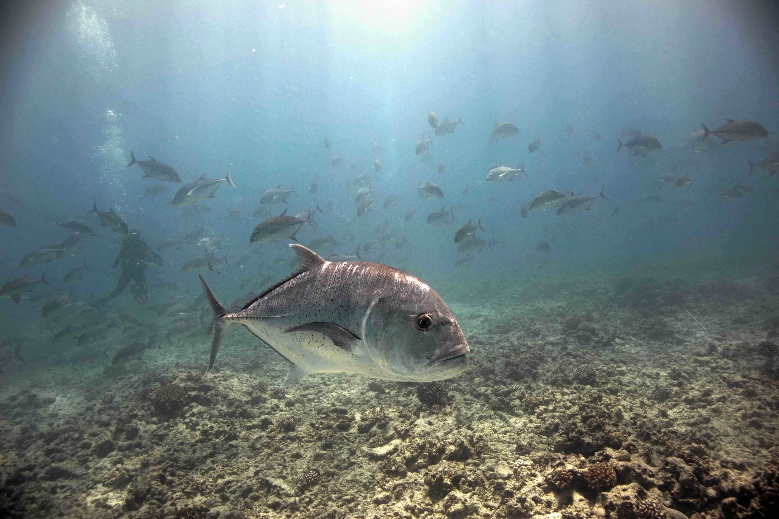 Ulua swarm at French Frigate Shoals