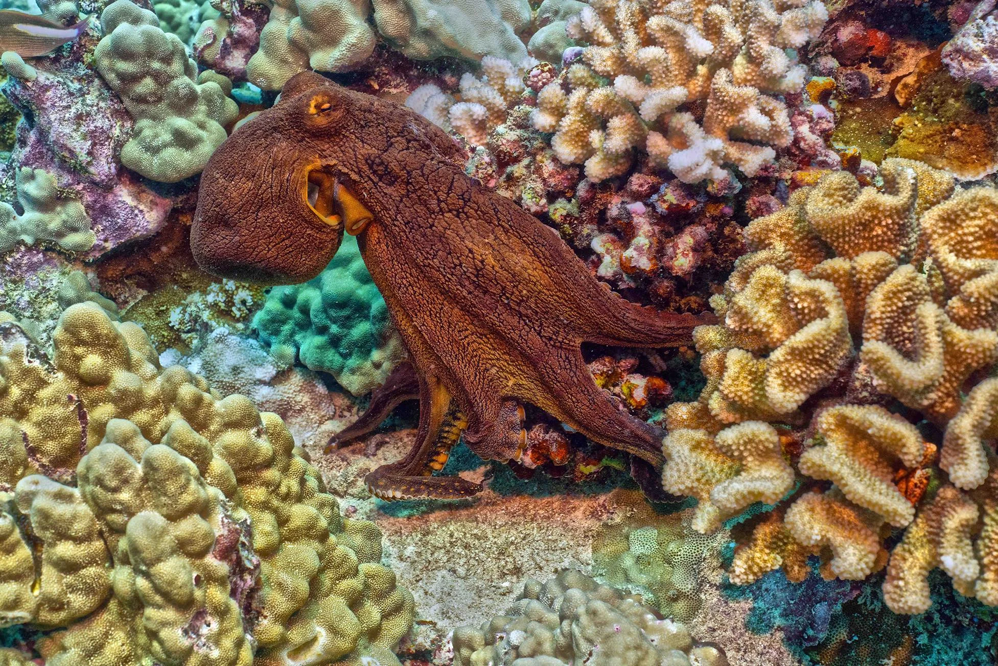 Tako on Oahu reef