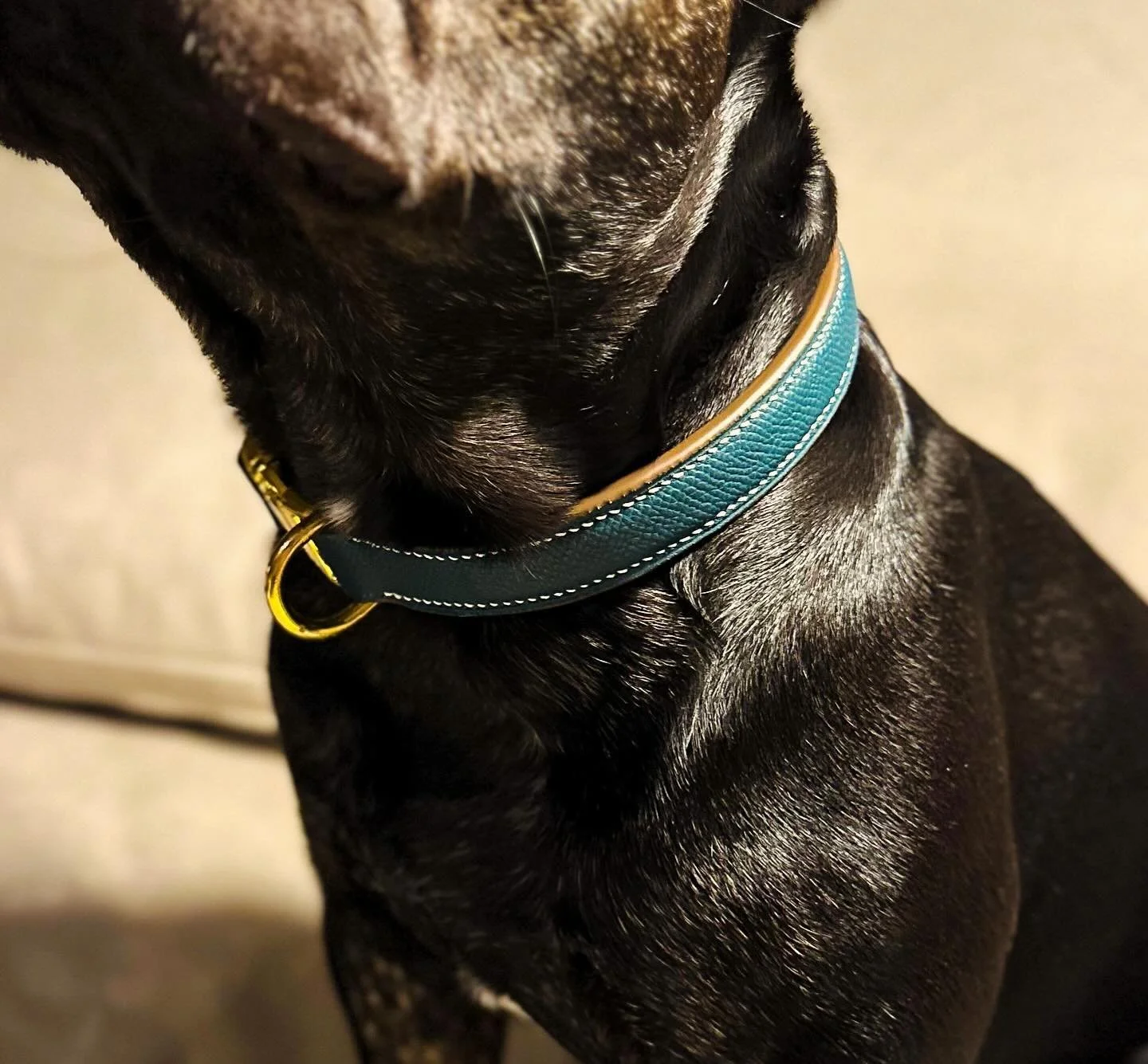 Bespoke Dog Collar for Ranger.  #handmade #handstitched #handstitchedleather #saddlestitch #leather #leathercraft #leatherartisan #dog #dogcollar #dogleathercollar #frenchton #frenchtonsofinstagram #bespoke #leathergoods #leatherdogleash