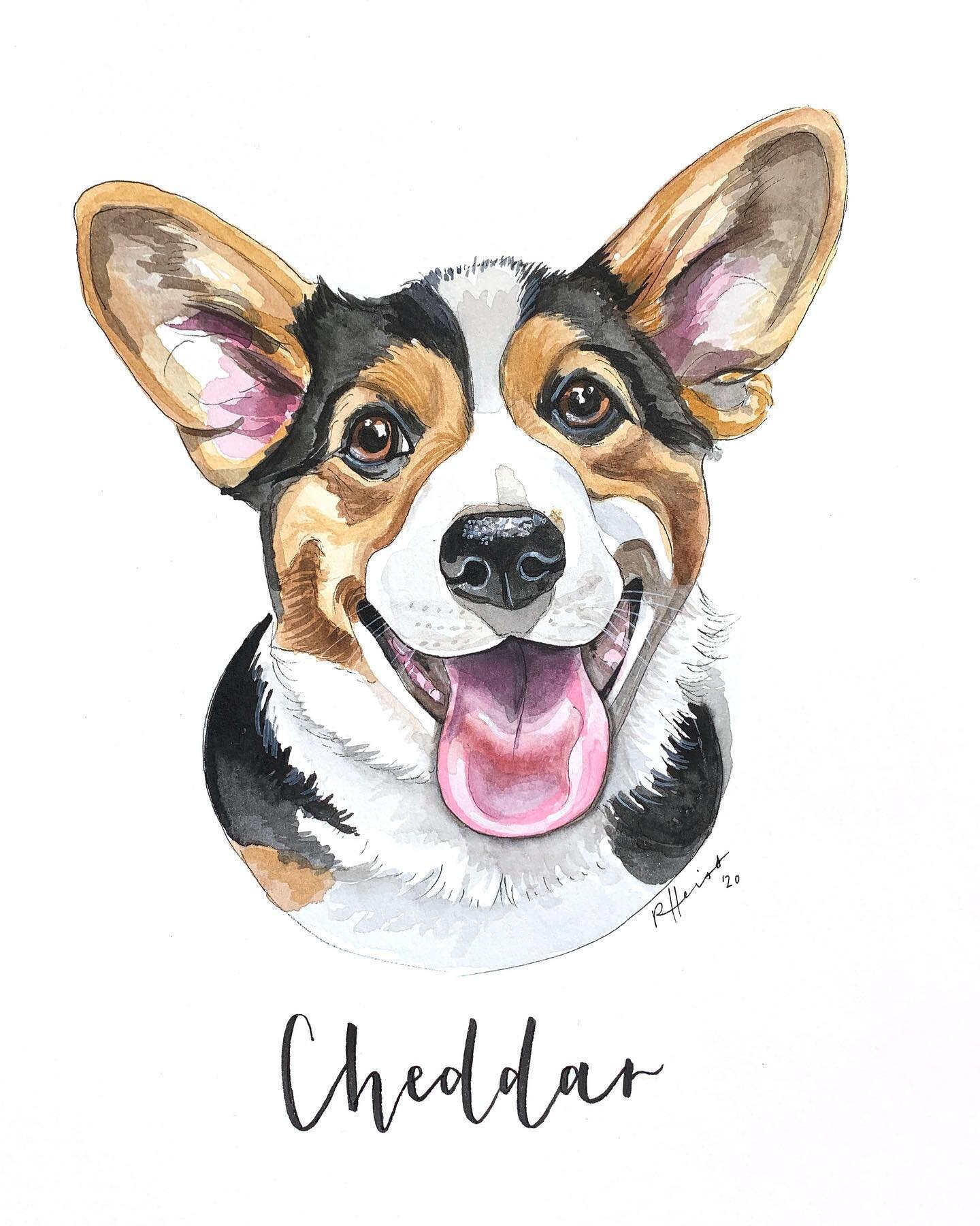 Happy Friday from my god dog Cheddar! Swipe for his irl smile 🥰 @cheddarbaconborker