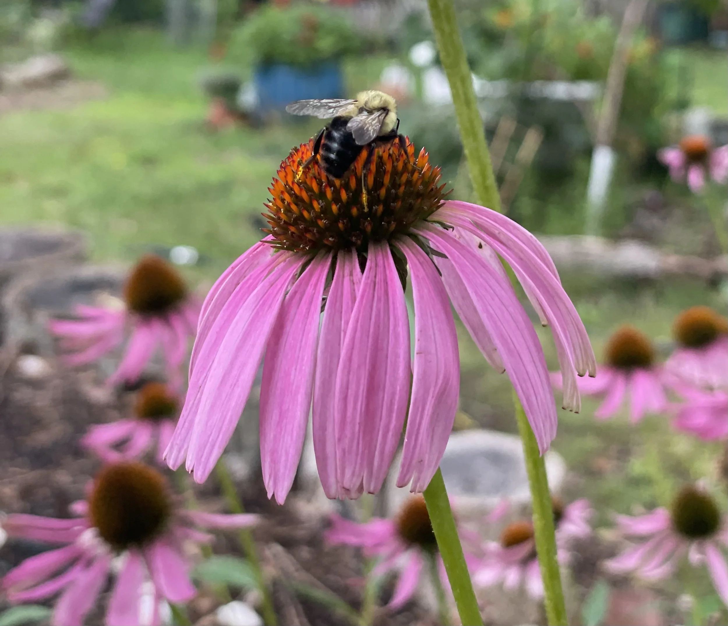 IMG_0820.jpeg