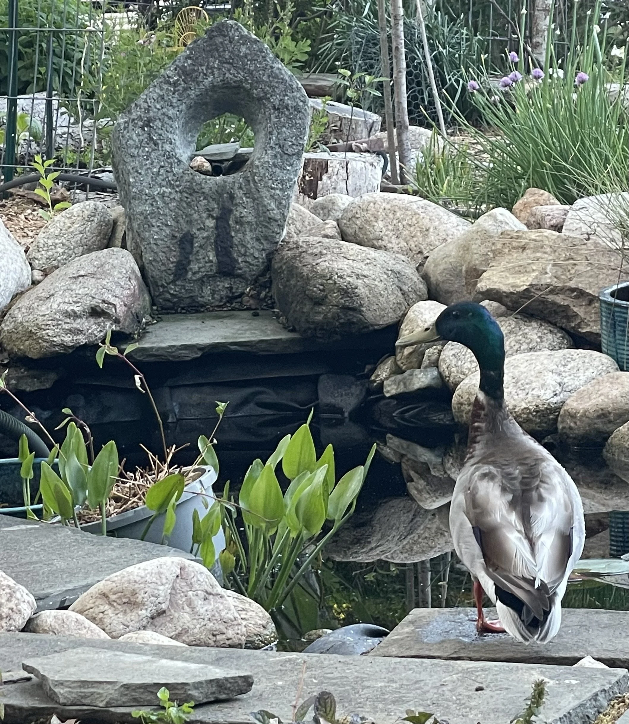 IMG_9524.jpeg