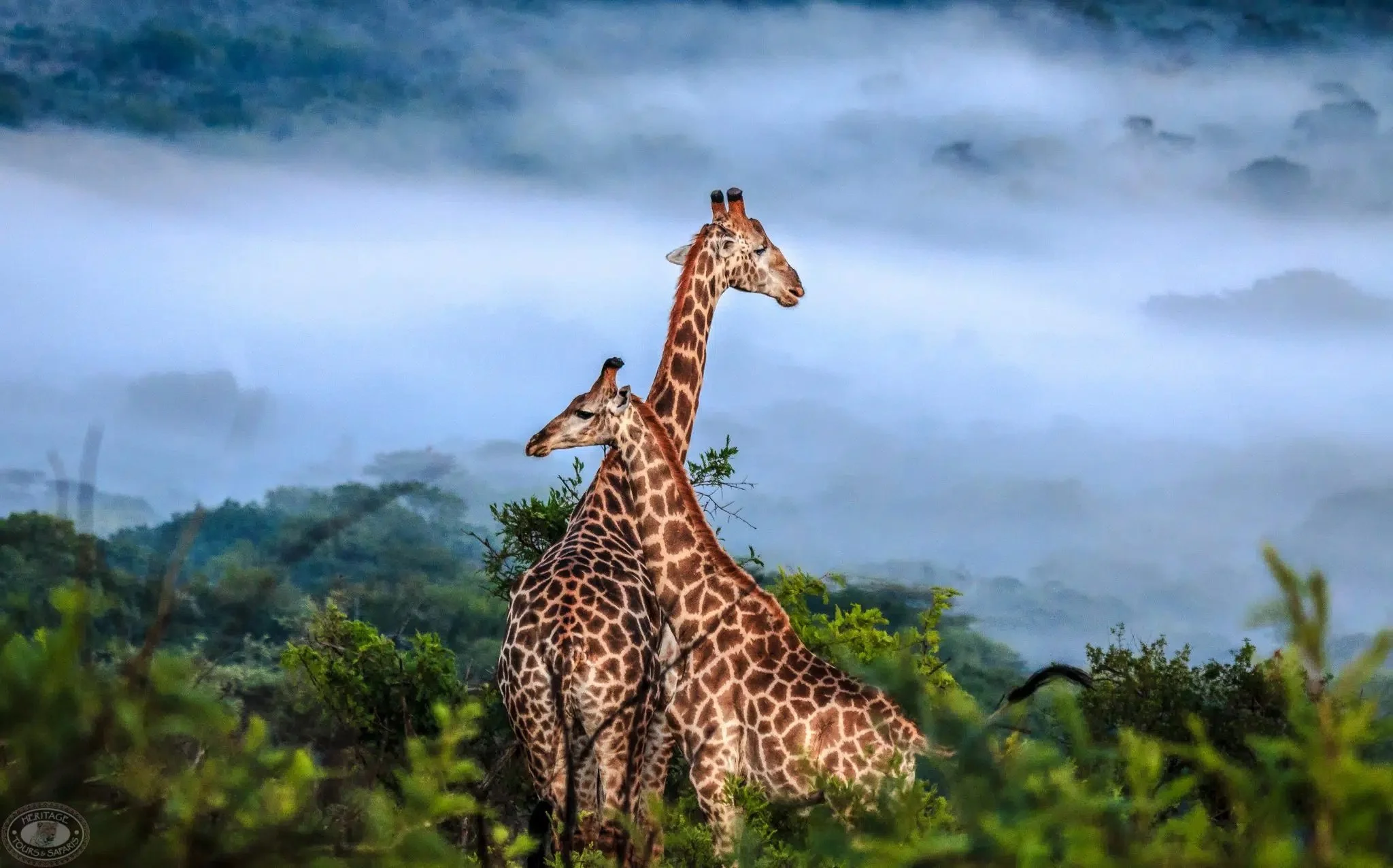 9-Night-Exclusive-Safari-Package-KwaZulu-Natal-2048x1276.jpeg
