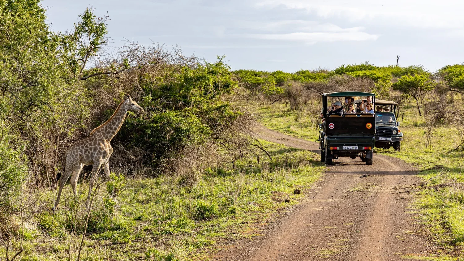 Africa 3.webp