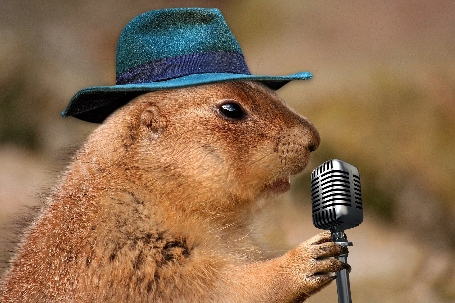 prairie-dog-1470659_1920.jpg