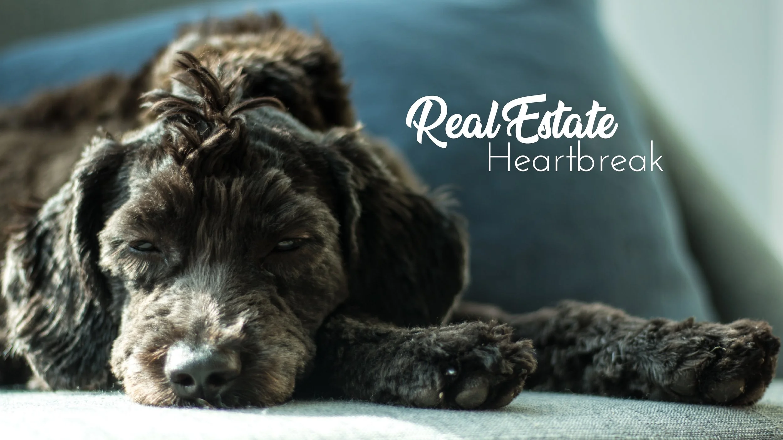 Featuring Milo, Blue Panda Realty’s office dog.