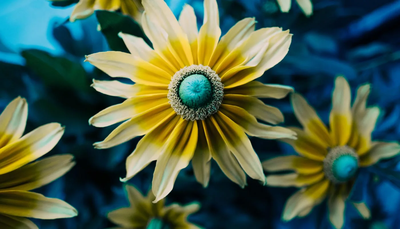 Short Page Title Example