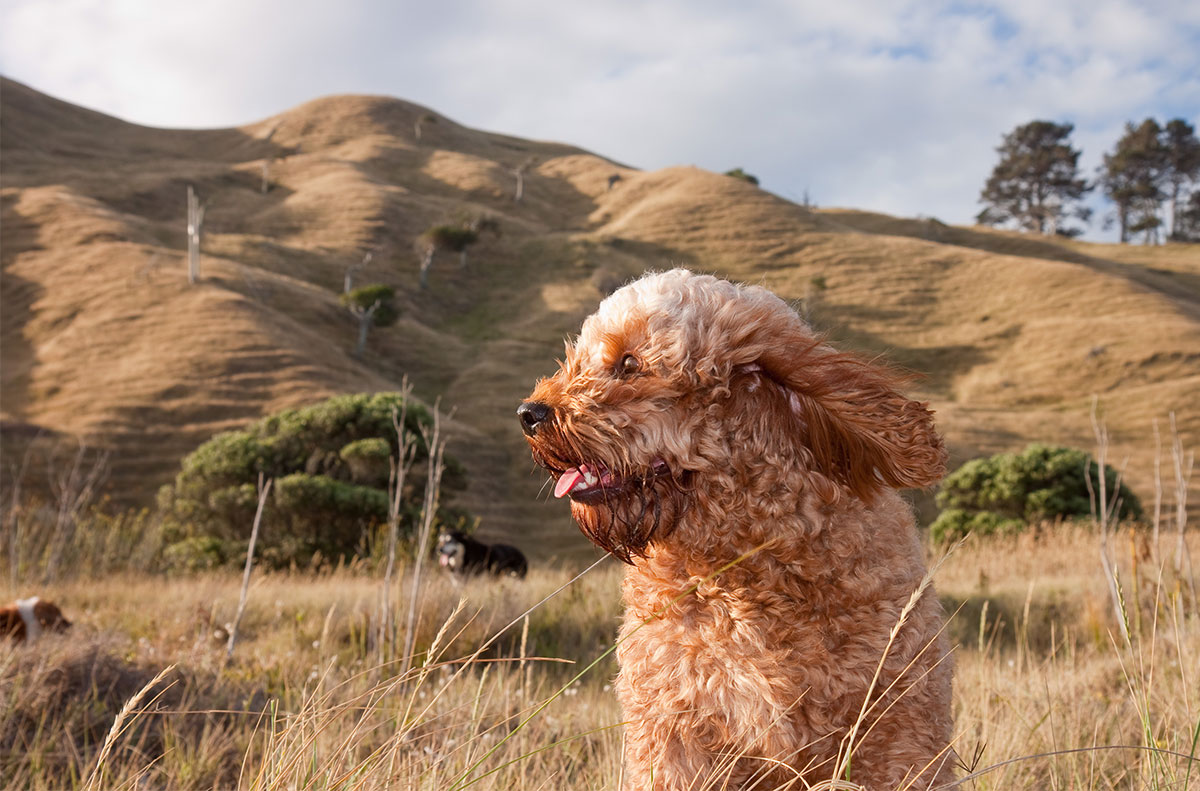 shutterstock_366102254_Cropped_3.jpg