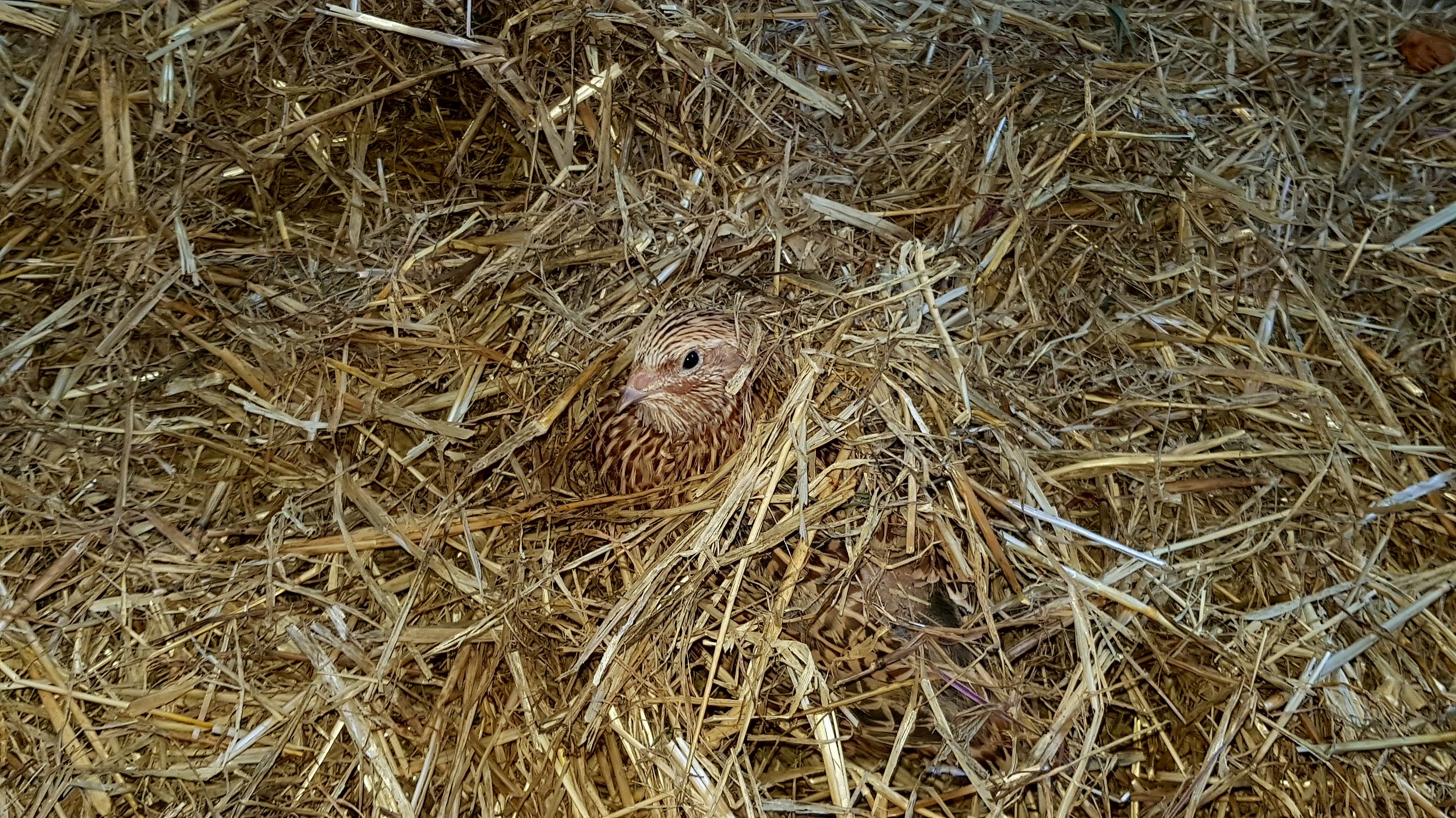 014 Quail.jpg