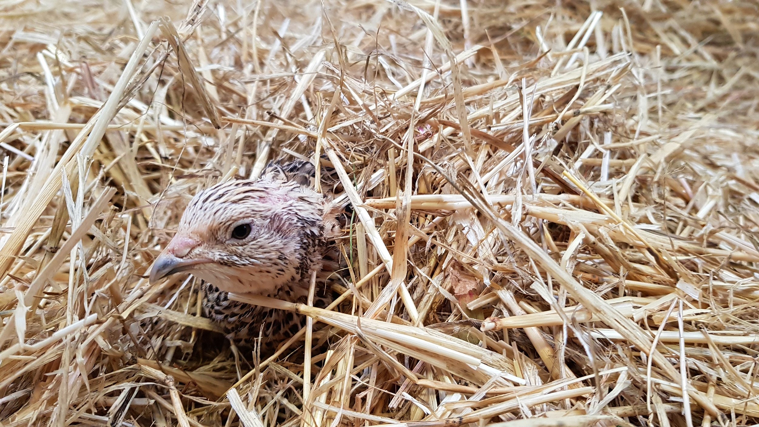 016 Hobart quail.jpg