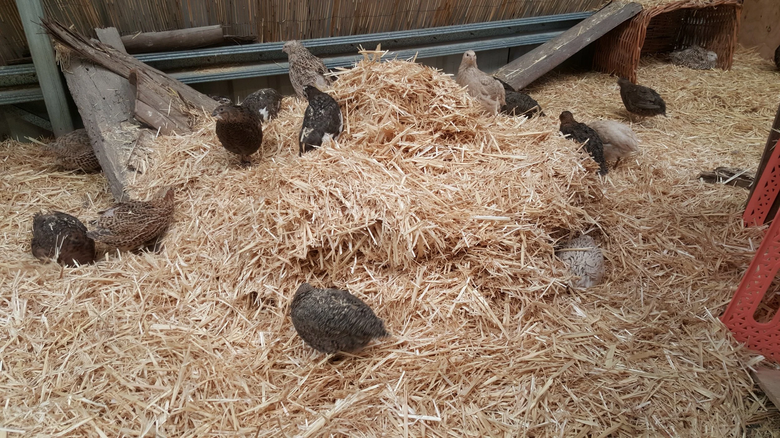 017 New quail straw day.jpg