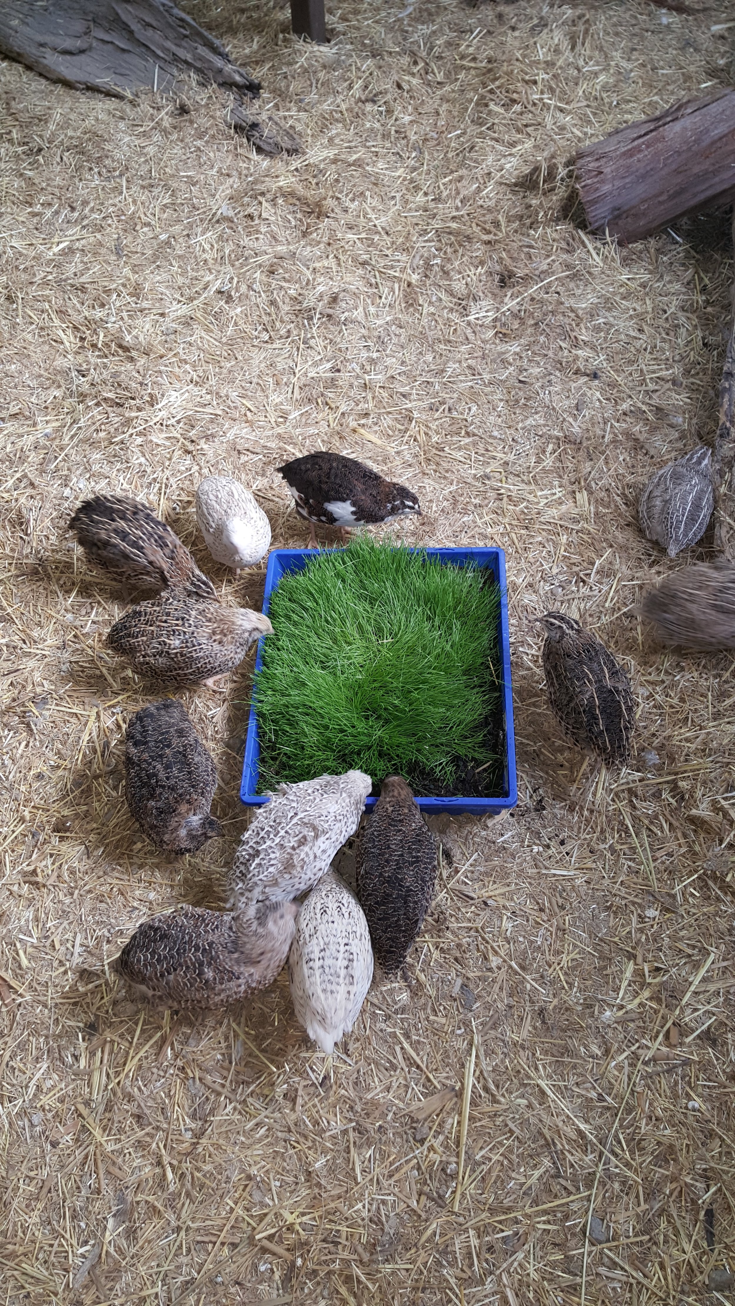 006 Quail Kettering.jpg