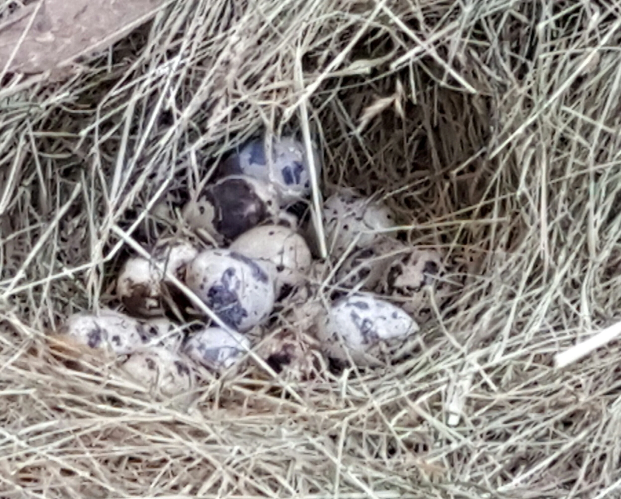 KETTERING QUAIL TASMANIA — Our Product Kettering Quail Eggs