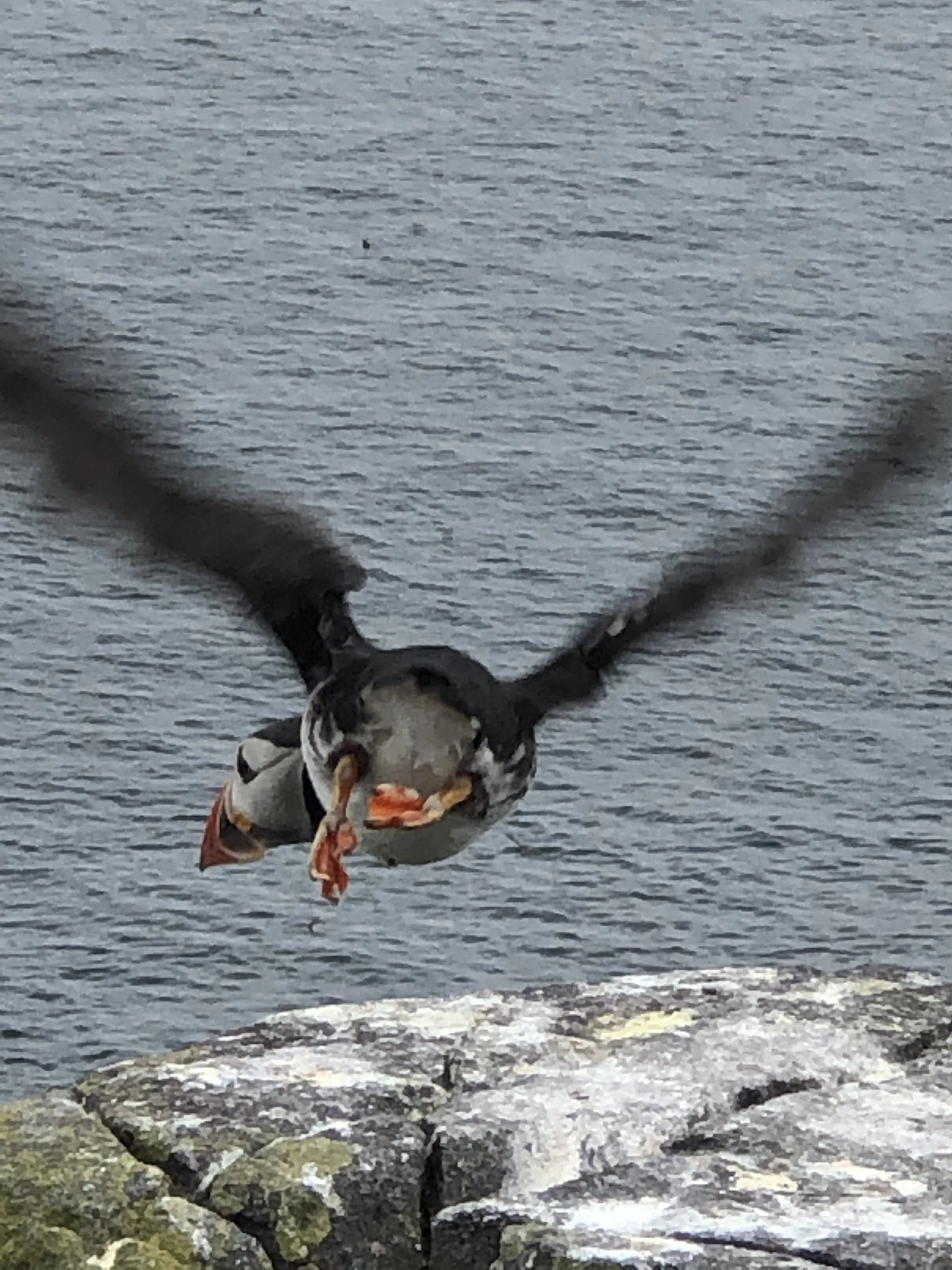 Isle of May National Nature Reserve - 6 July 2019
