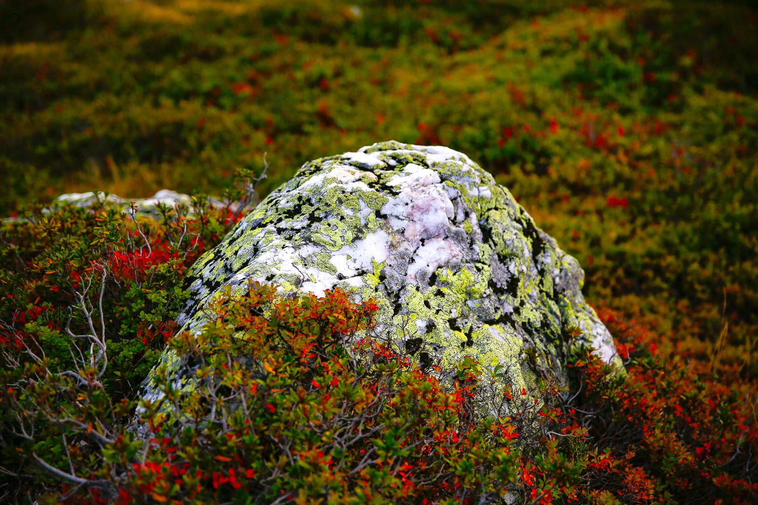 _IC_0156.jpg