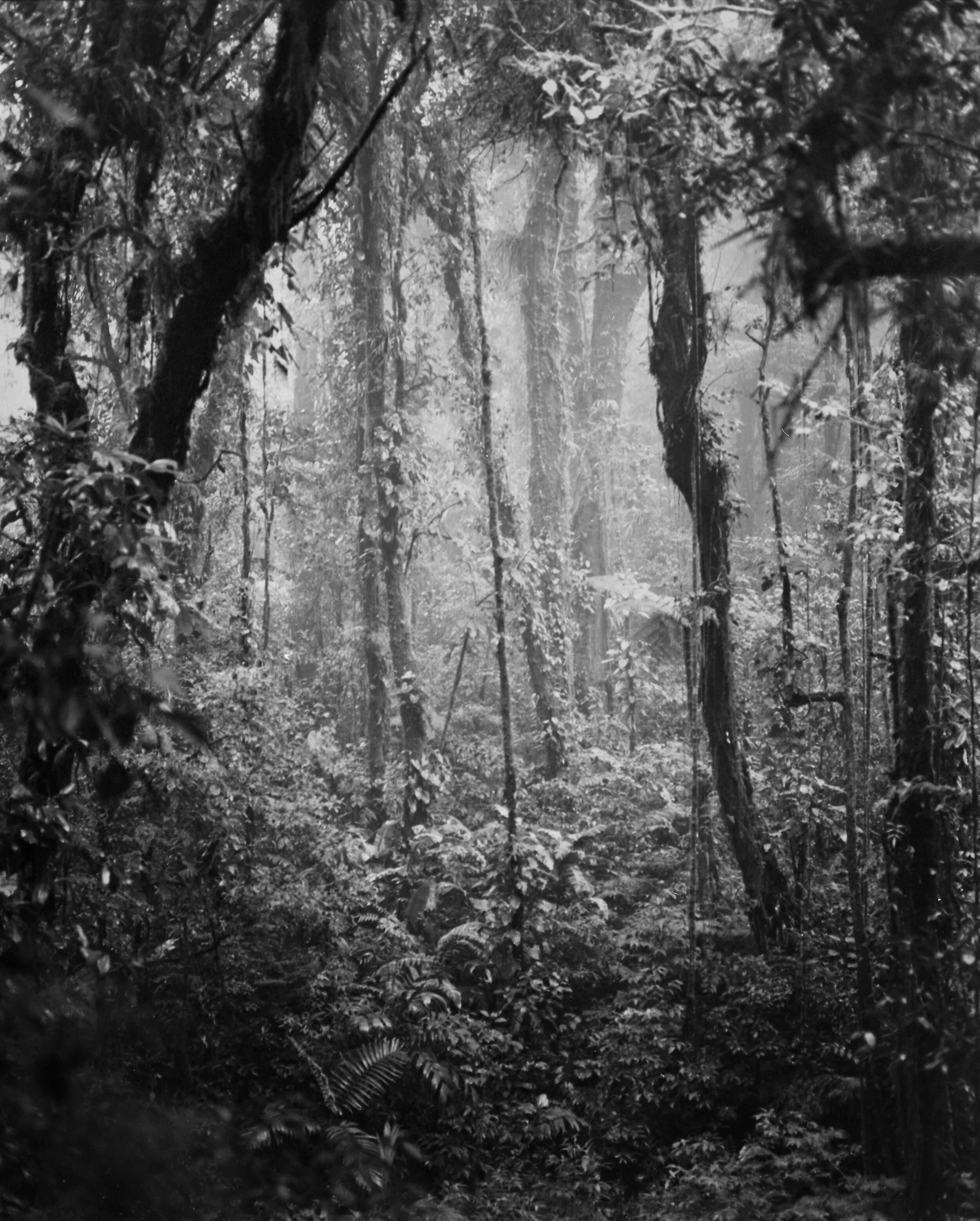 Katri Lassila: Viidakko / Djungel / Jungle