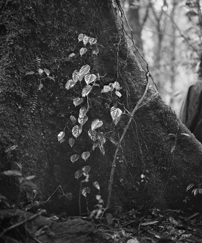 Katri Lassila: Piilopaikka / Gömställe / Hide-out