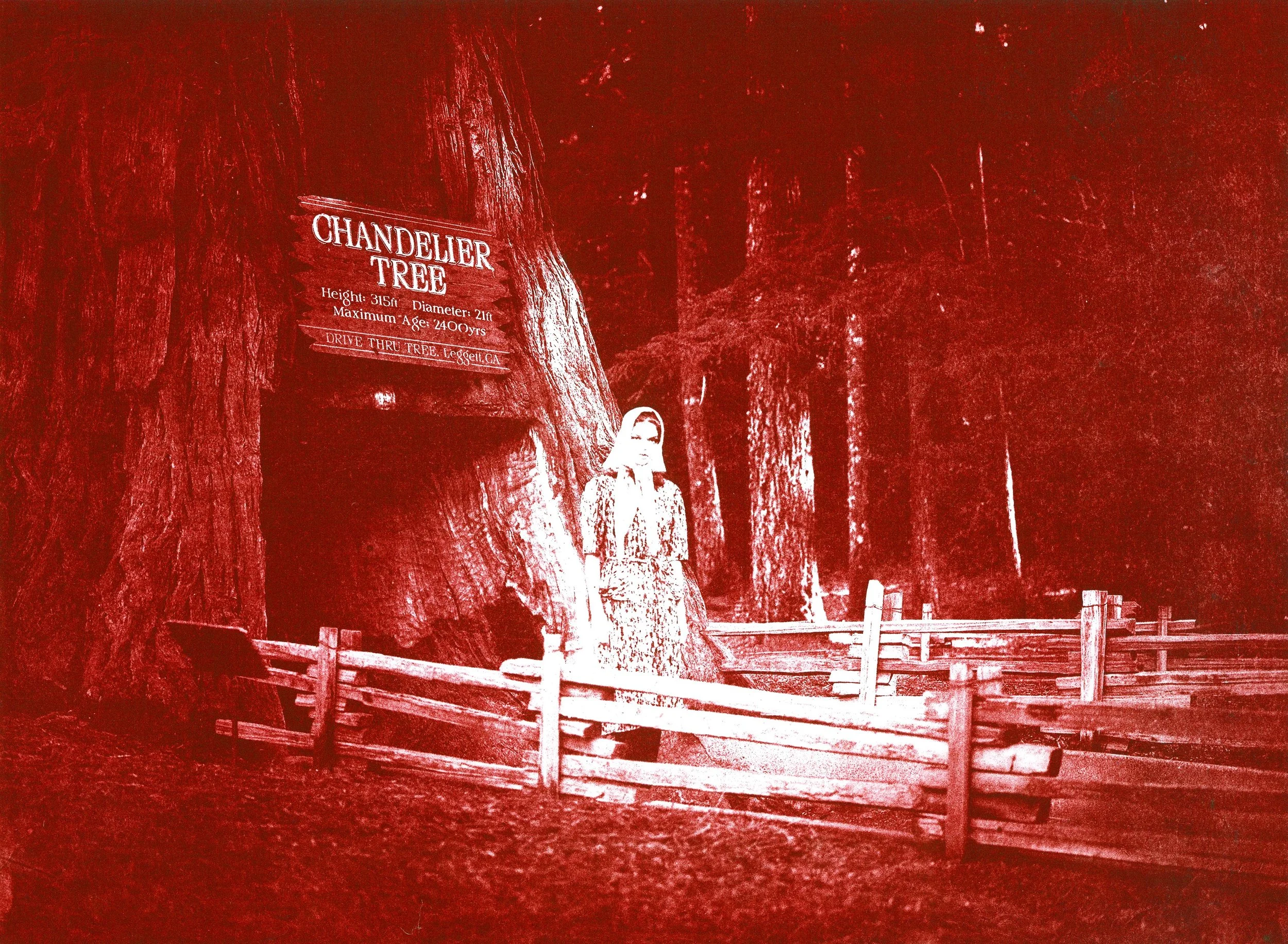 redwood2 p.jpg