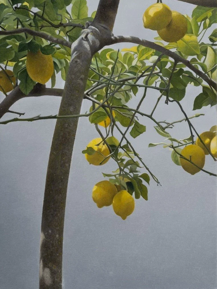 Lemon tree oil on canvas 40 x 30 cm 2025.jpg