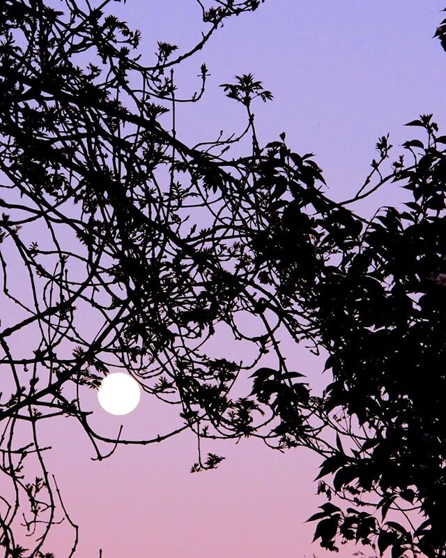 Summer nights are long and beautiful, let's cherish the quiet and slow that has been. Remain in a calm mindset as we move out of lockdown and remember what is important to you.
.
 We snapped this beautiful photo the other night after a barbeque, of t