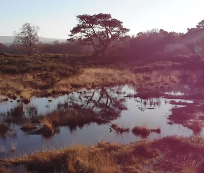 Studland Bay, Dorset. 