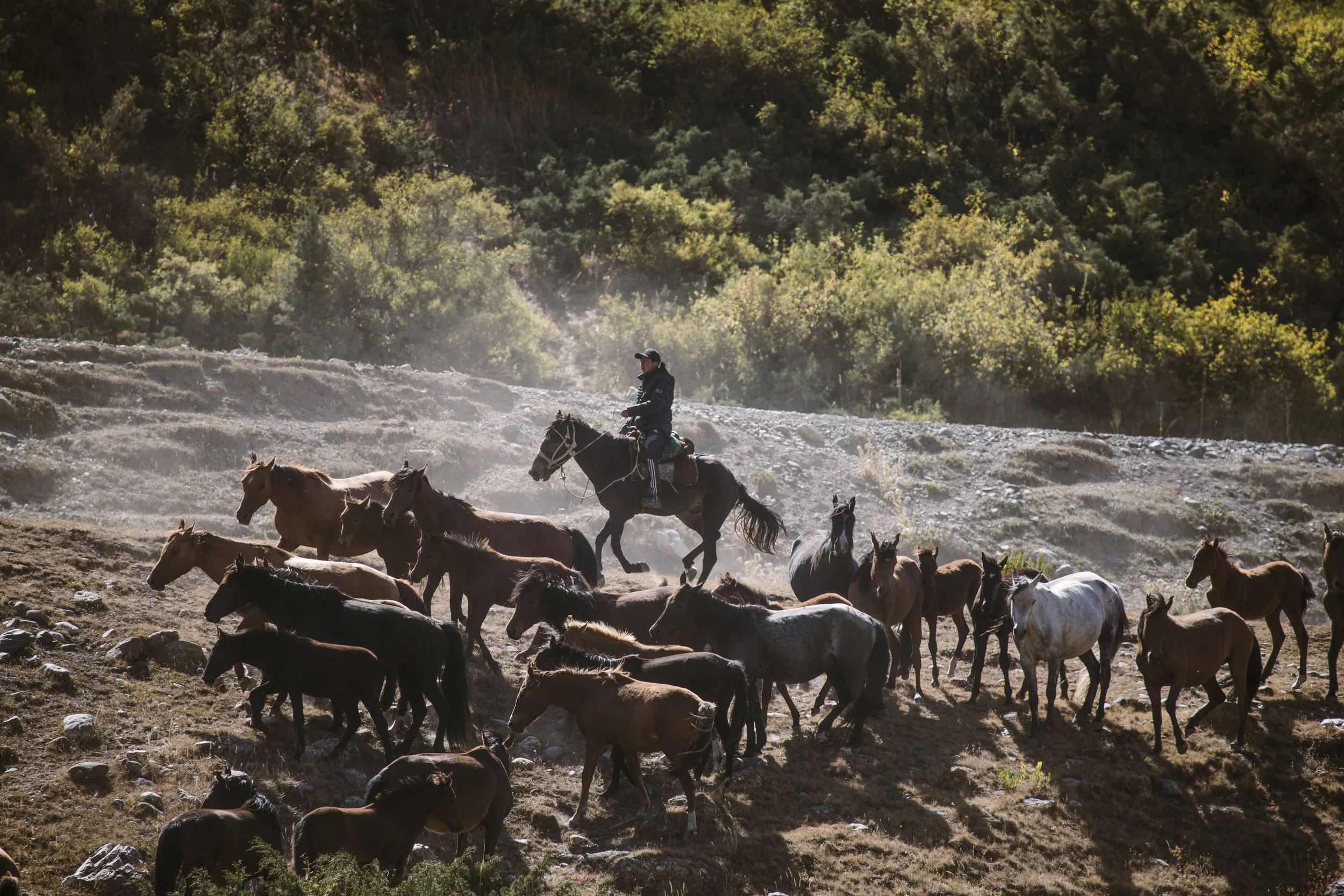 Kyrgyz cowboy